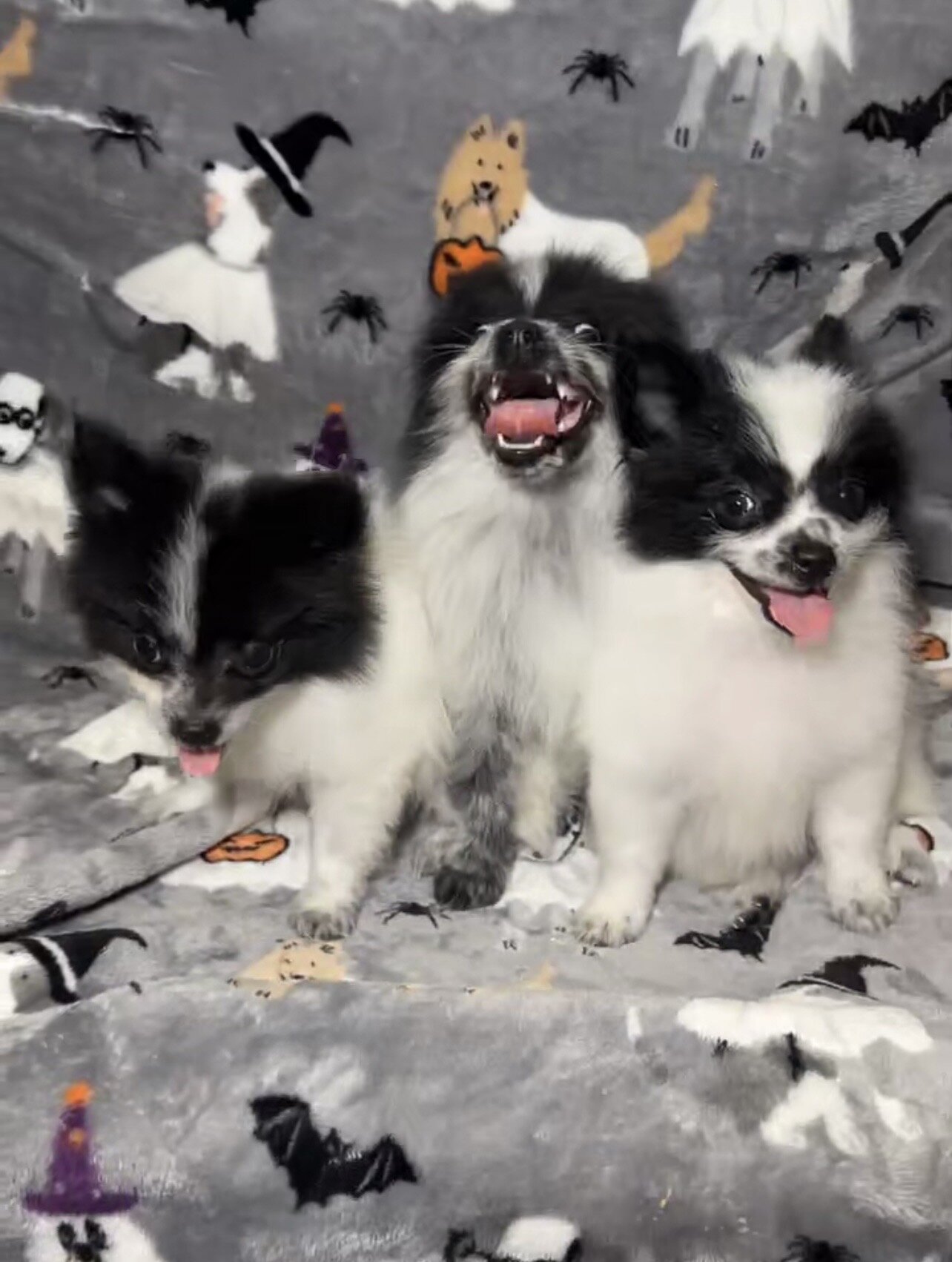 Pomeranian Puppies image 7