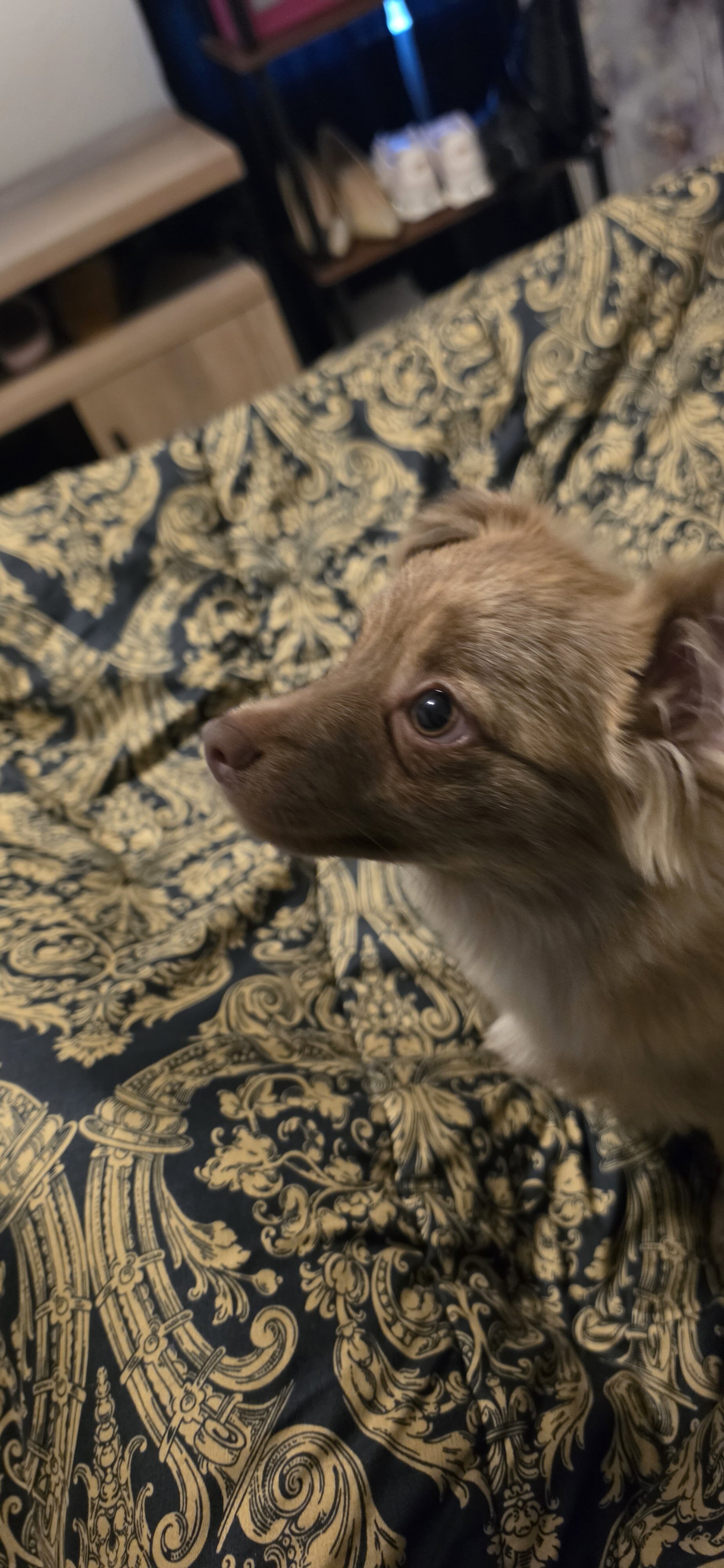 Pomeranian image 1