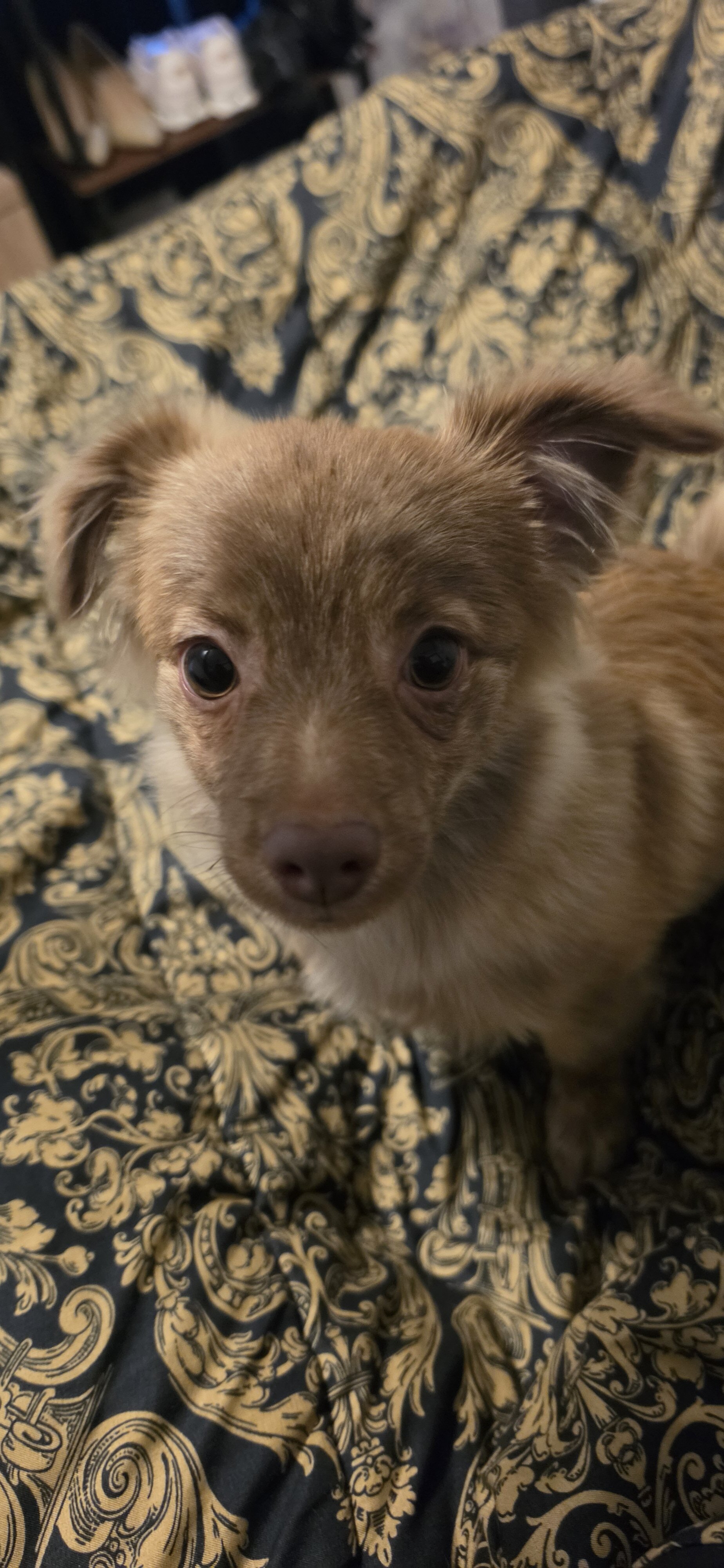 Pomeranian image 2