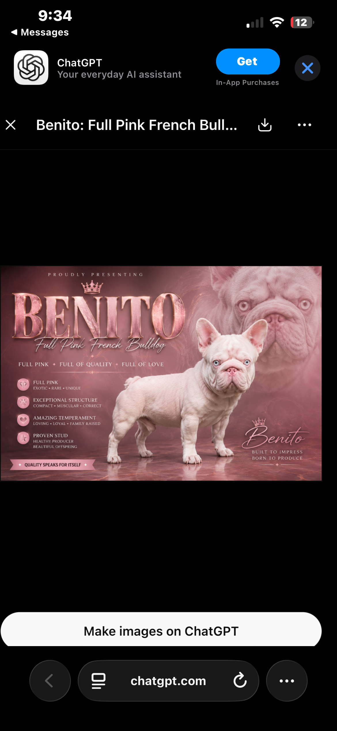 French Bulldog Puppies image 1
