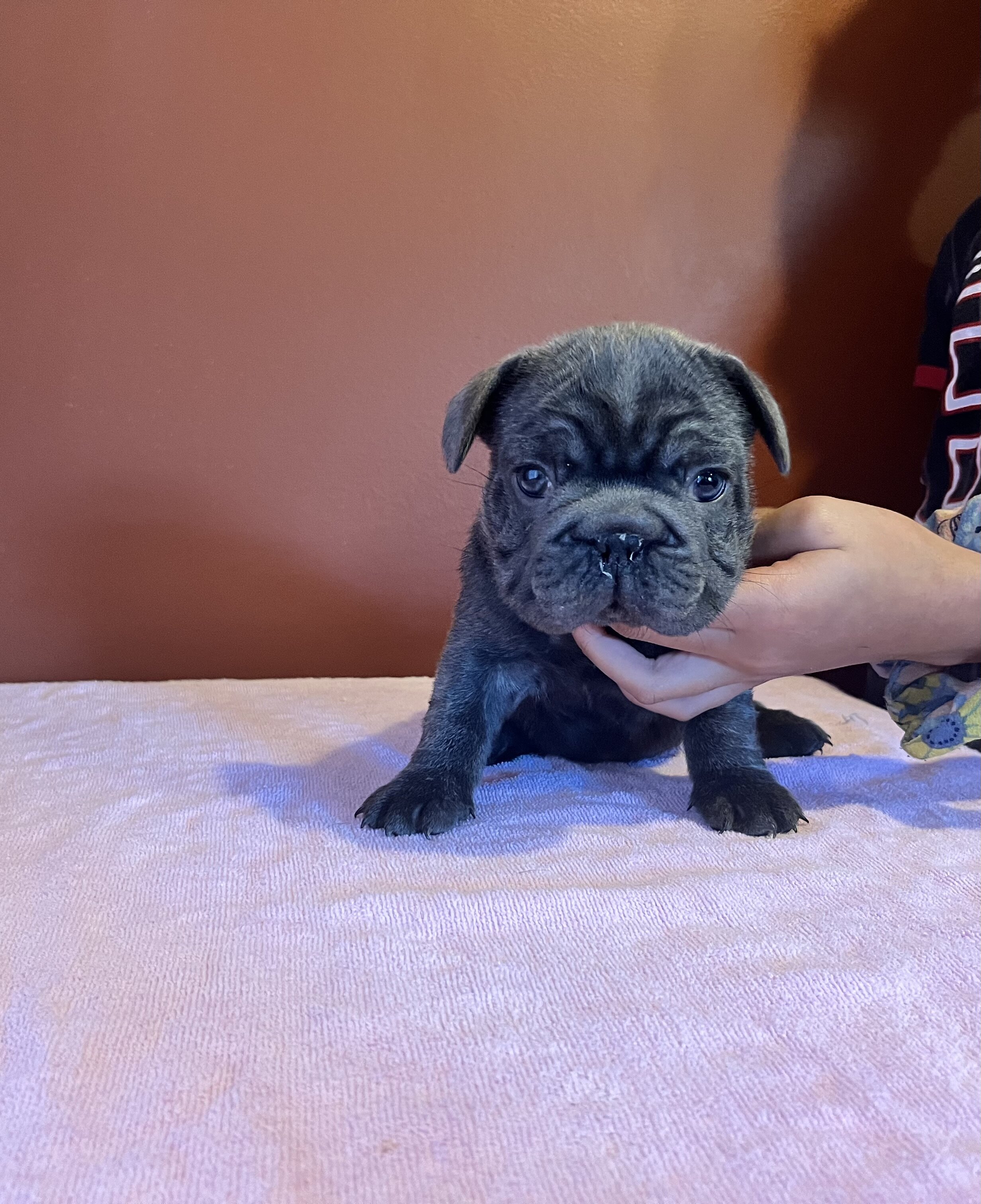 French Bulldog Puppies image 3