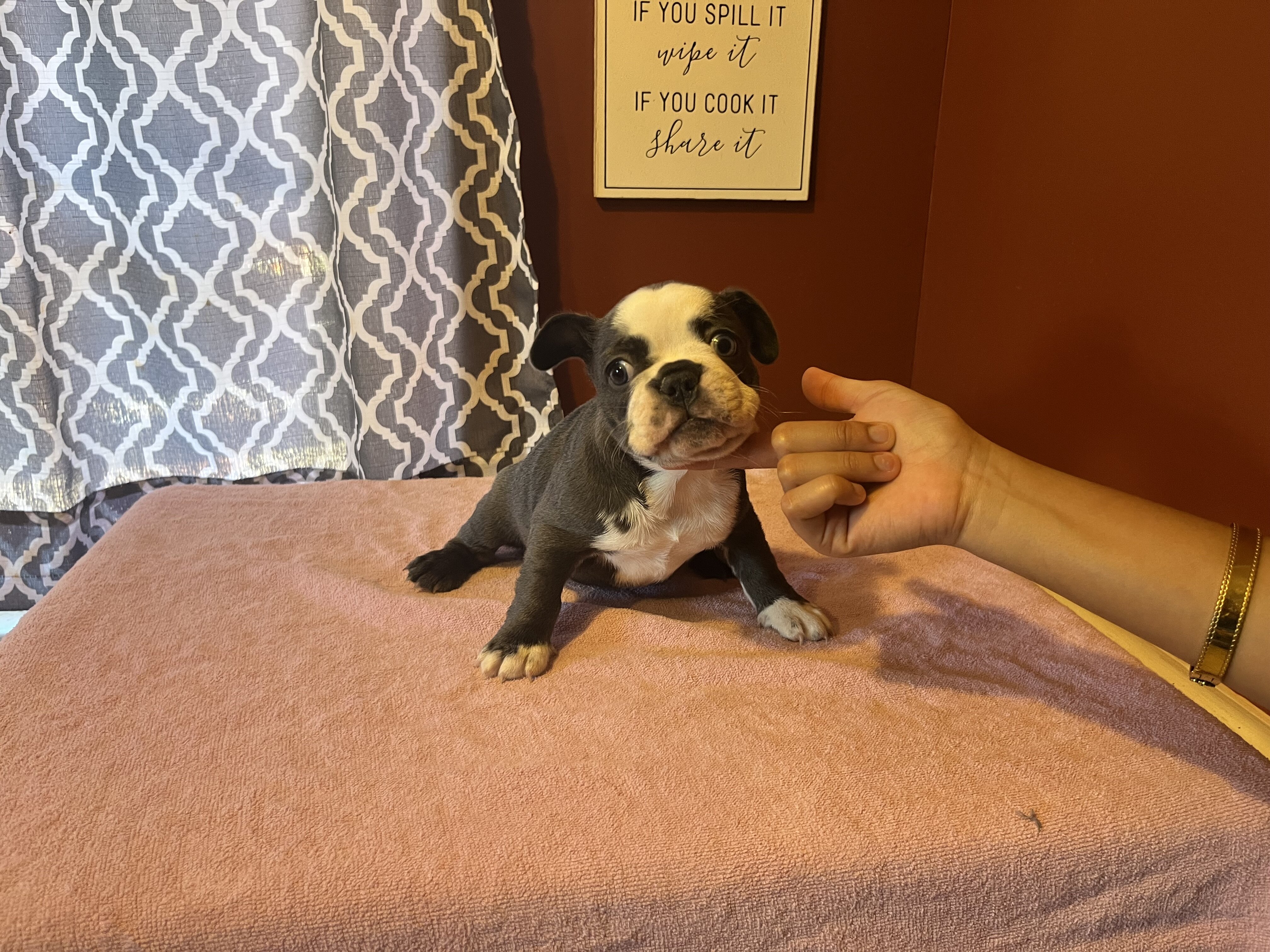 French Bulldog Puppies image 5
