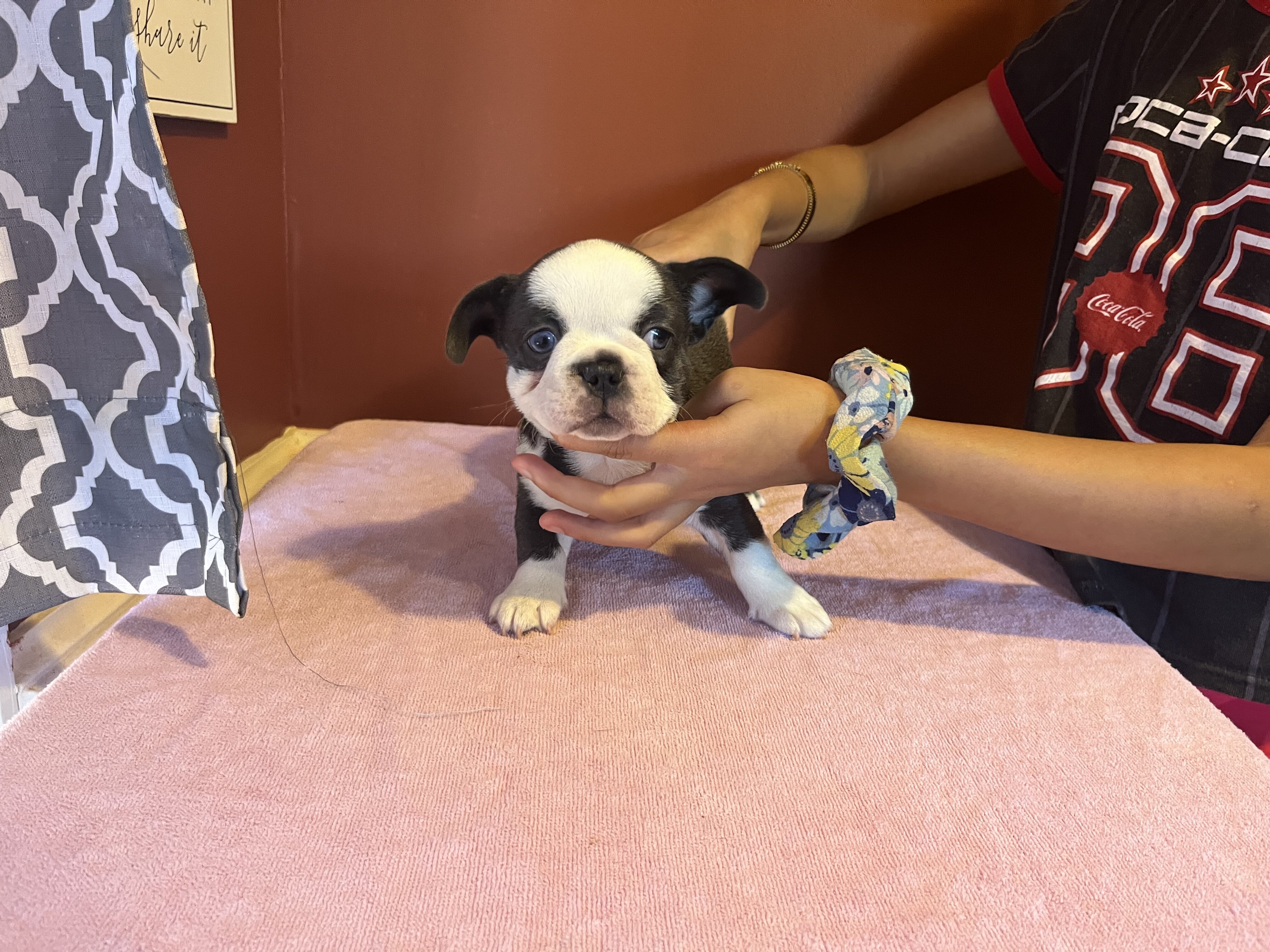 French Bulldog Puppies image 4