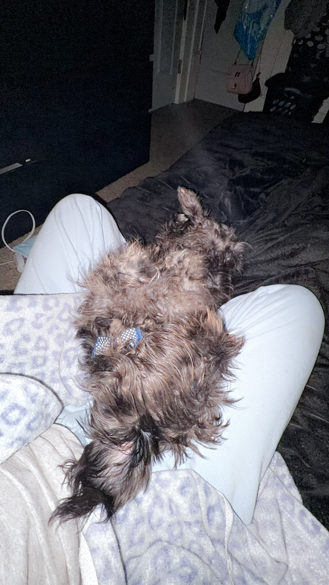 Mini schnauzer image 3