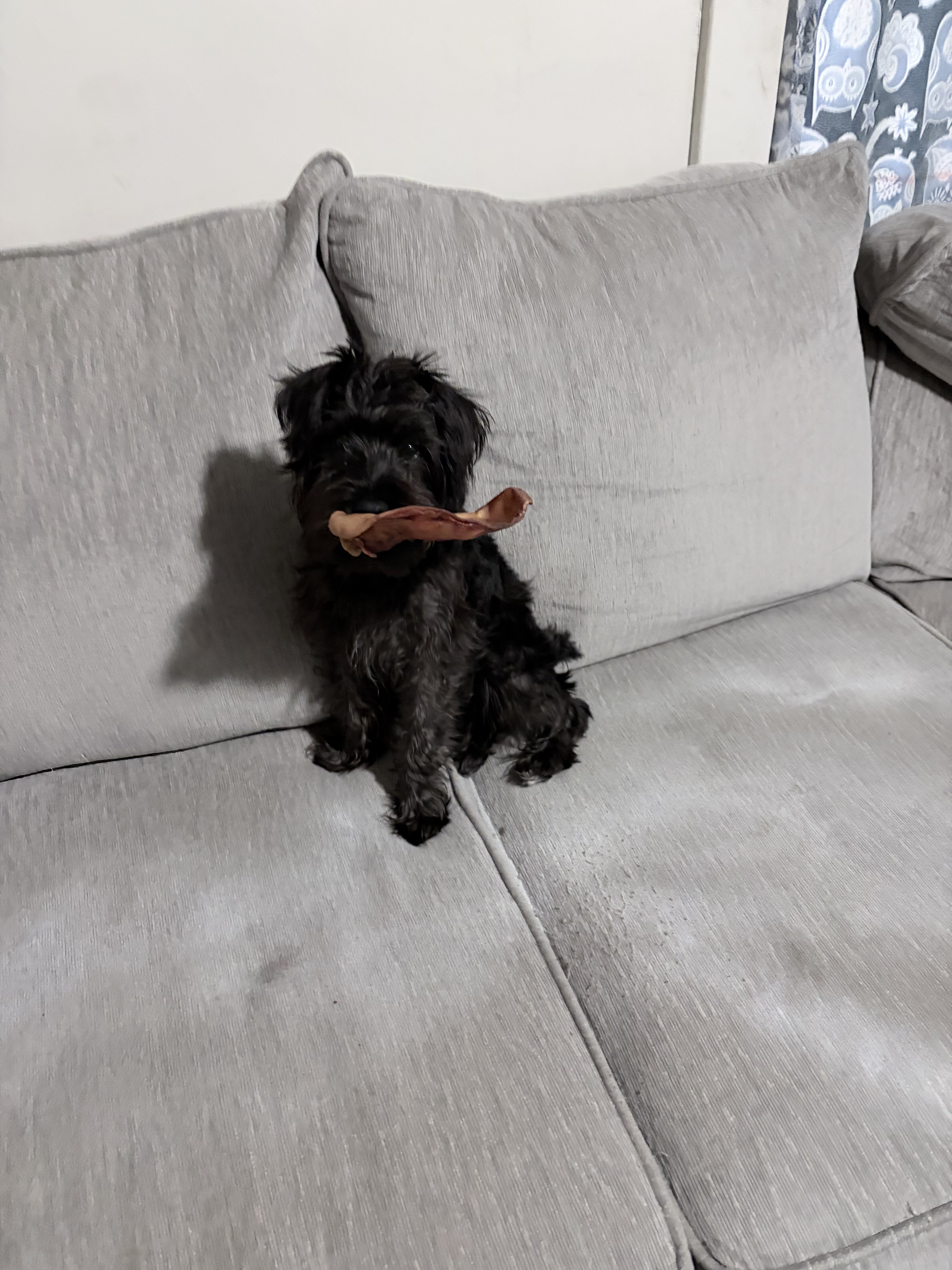 Mini schnauzer image 2