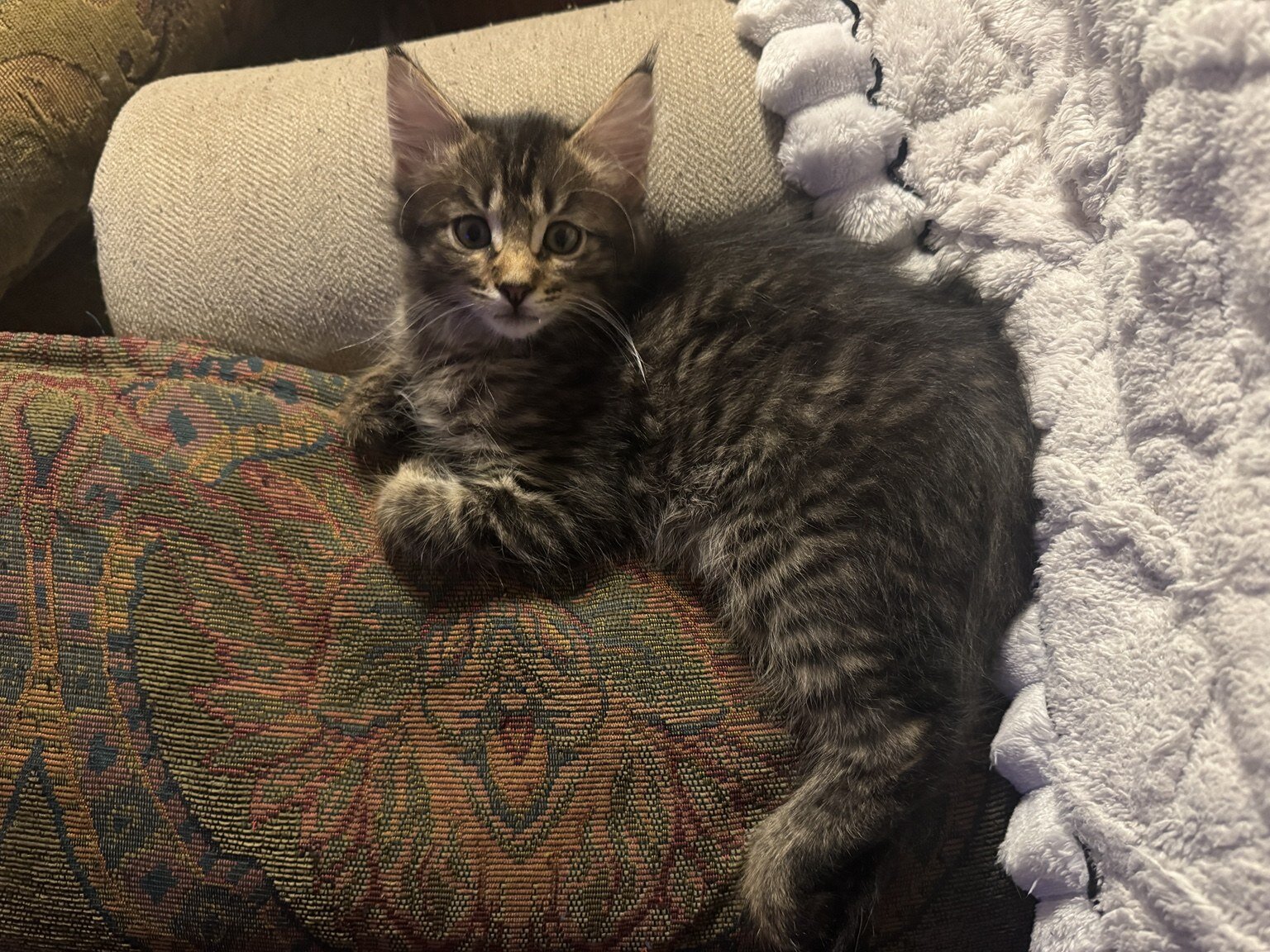 Beautiful Purebred Maine Coon Kittens – 3 Males Av image 9