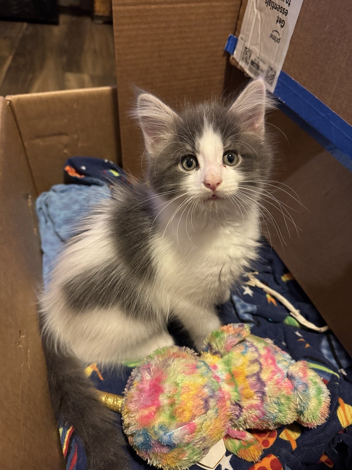 Beautiful Purebred Maine Coon Kittens – 3 Males Av image 2