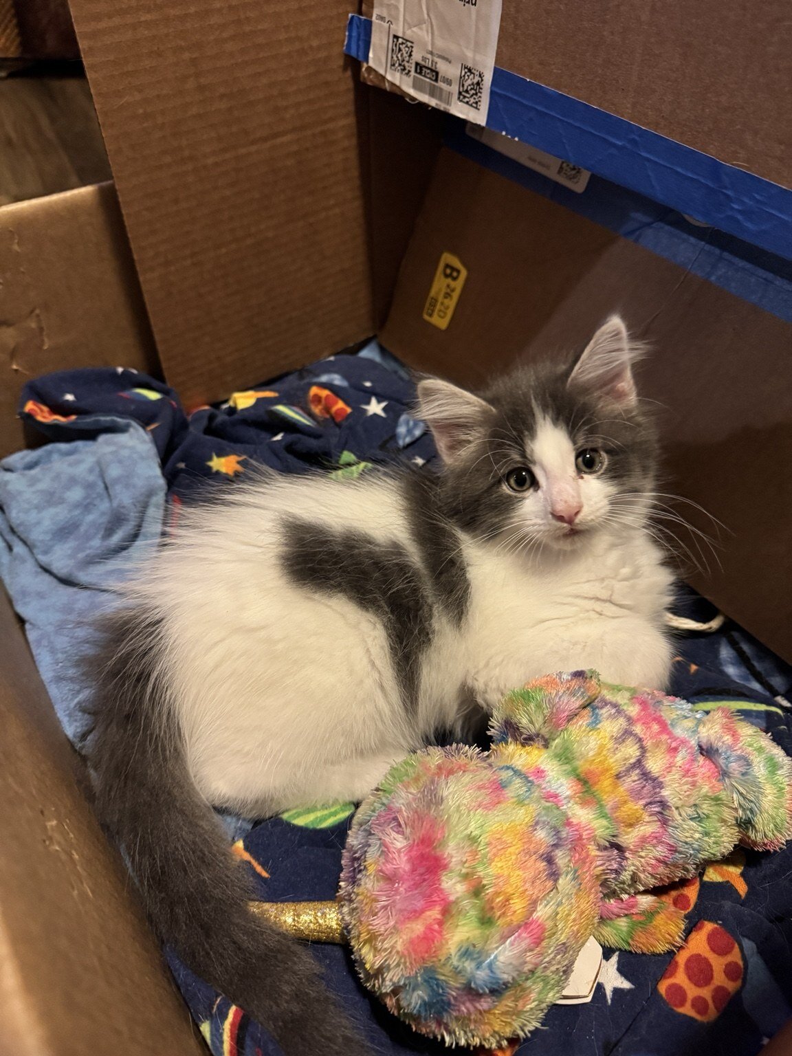 Beautiful Purebred Maine Coon Kittens – 3 Males Av image 5