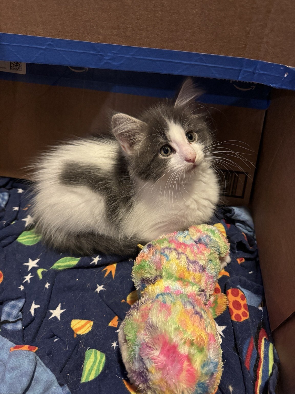 Beautiful Purebred Maine Coon Kittens – 3 Males Av image 10