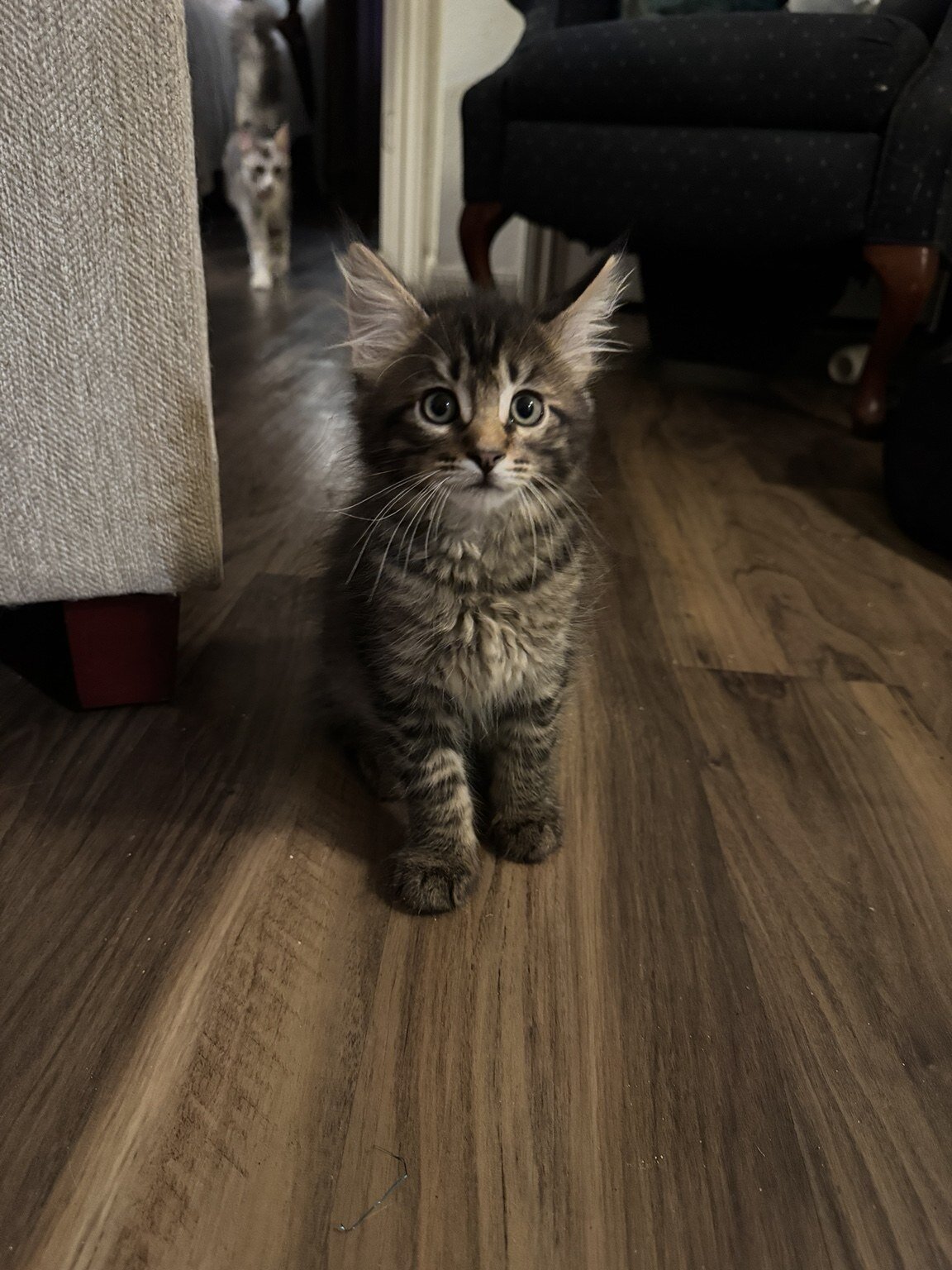 Beautiful Purebred Maine Coon Kittens – 3 Males Av image 1