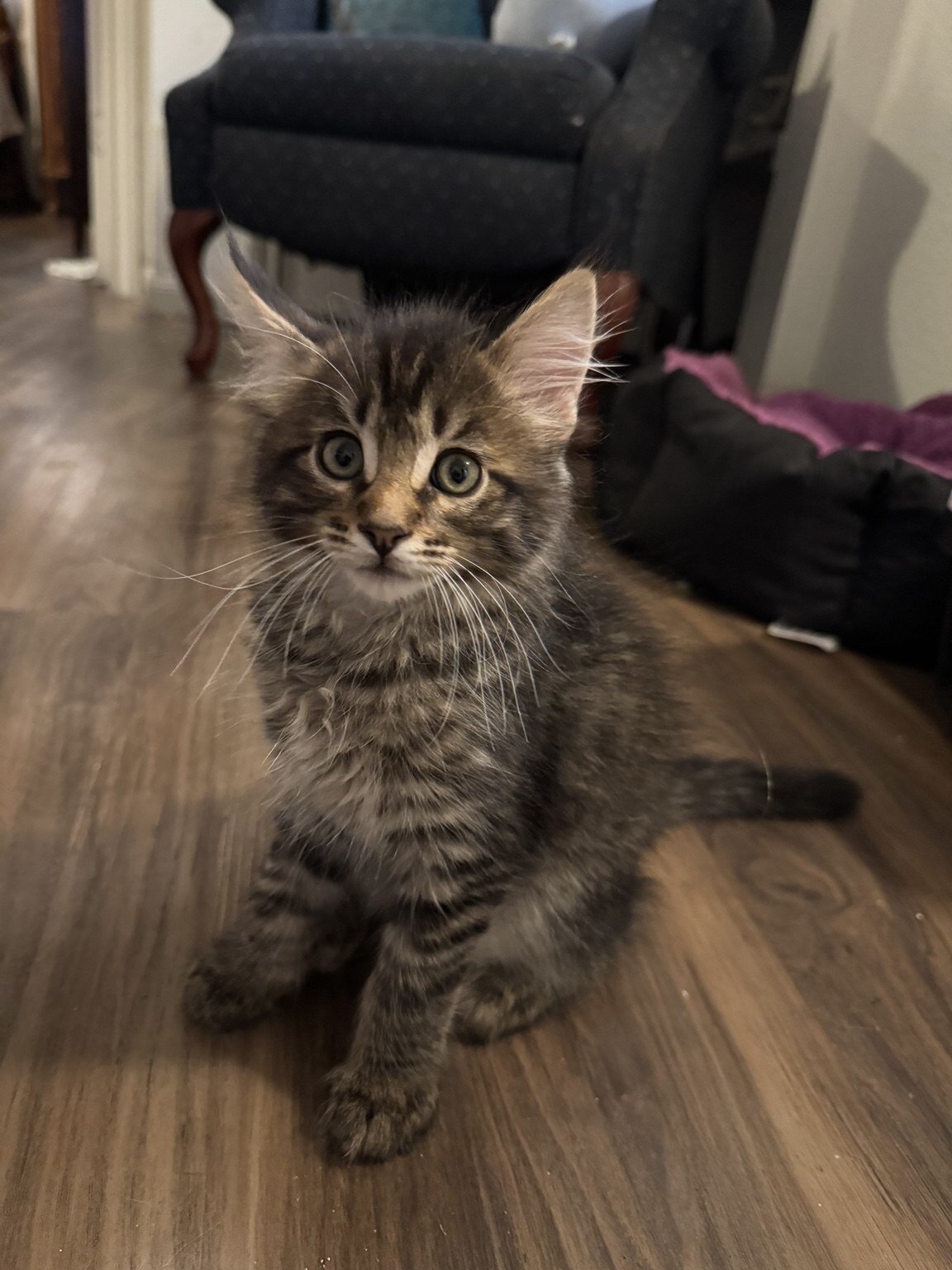 Beautiful Purebred Maine Coon Kittens – 3 Males Av image 3