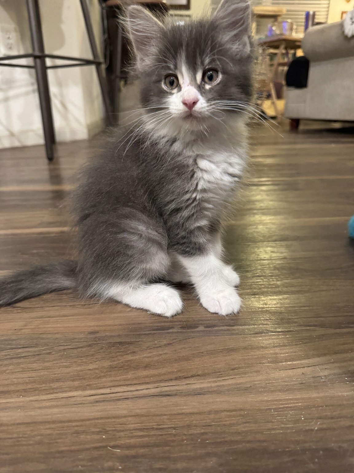 Beautiful Purebred Maine Coon Kittens – 3 Males Av image 4