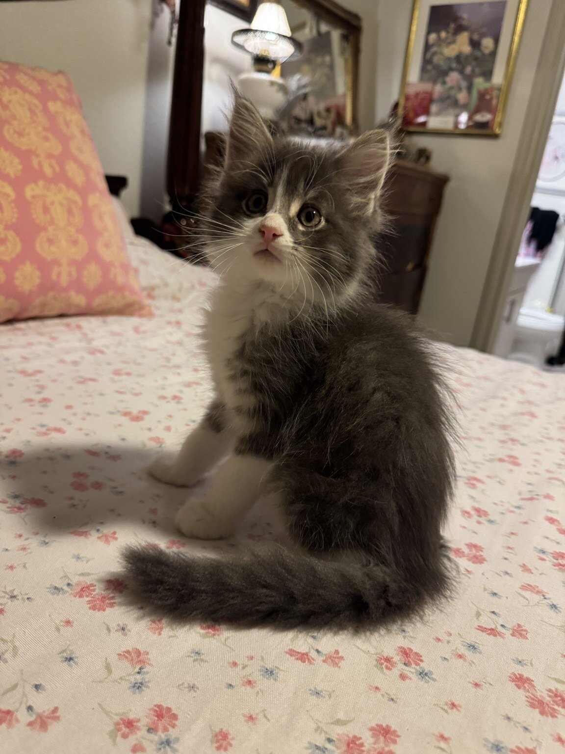 Beautiful Purebred Maine Coon Kittens – 3 Males Av image 7