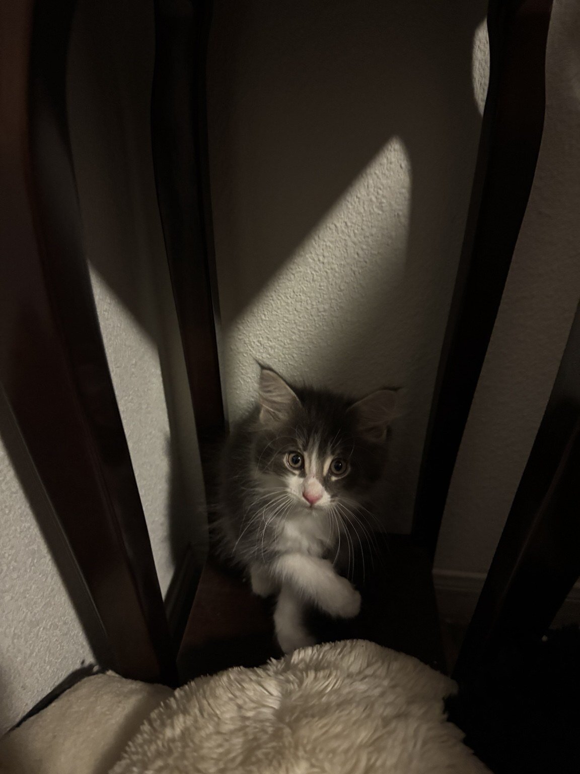 Beautiful Purebred Maine Coon Kittens – 3 Males Av image 6