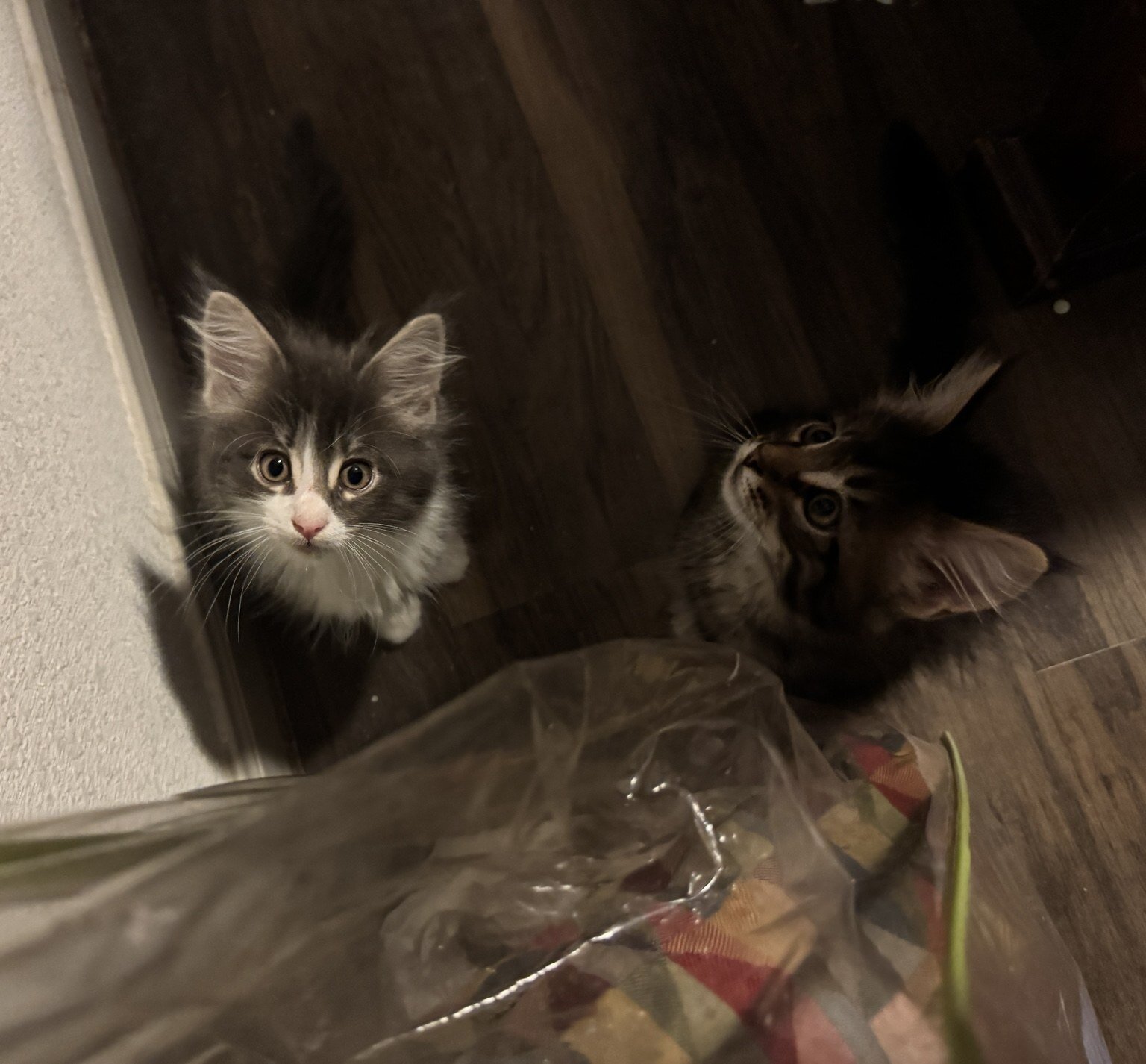 Beautiful Purebred Maine Coon Kittens – 3 Males Av image 8