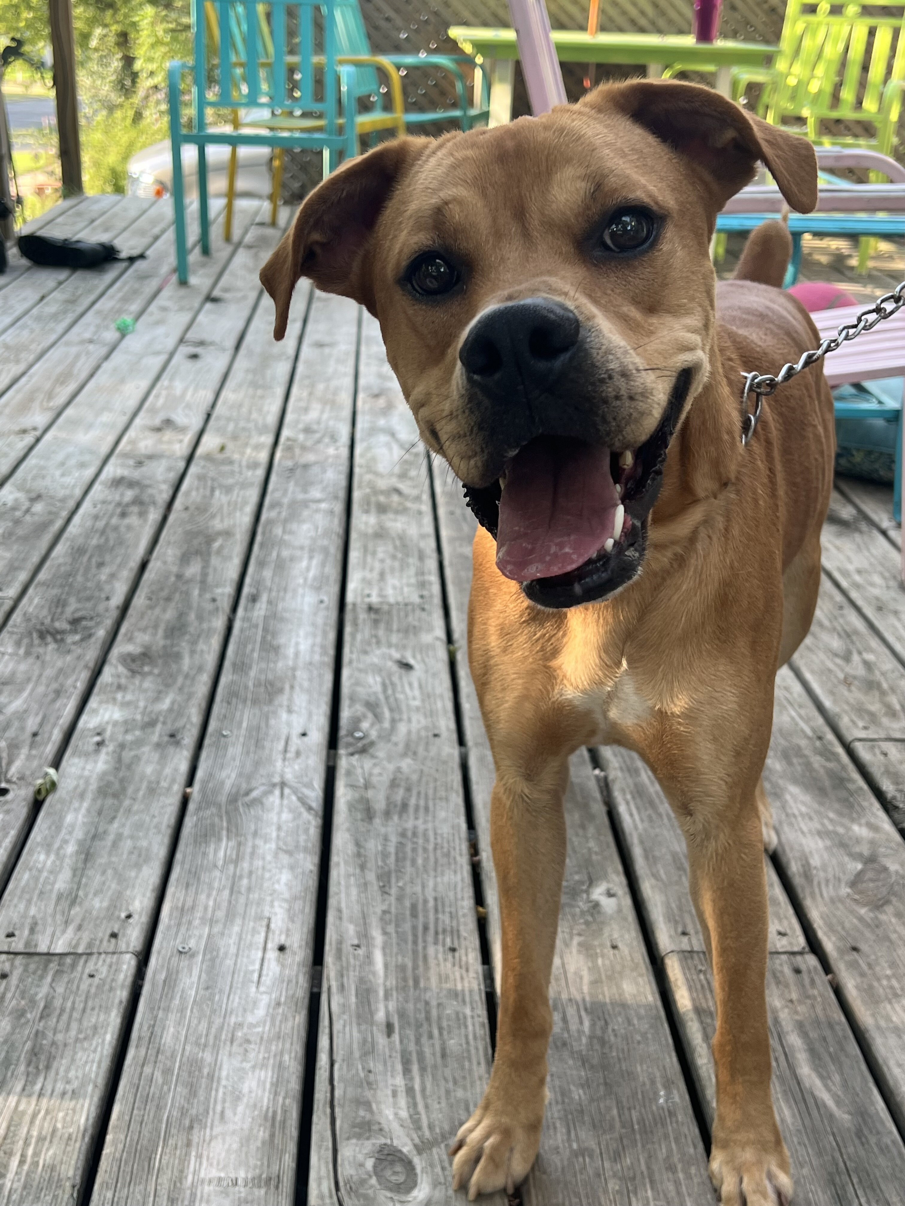 Boxer mix image 1
