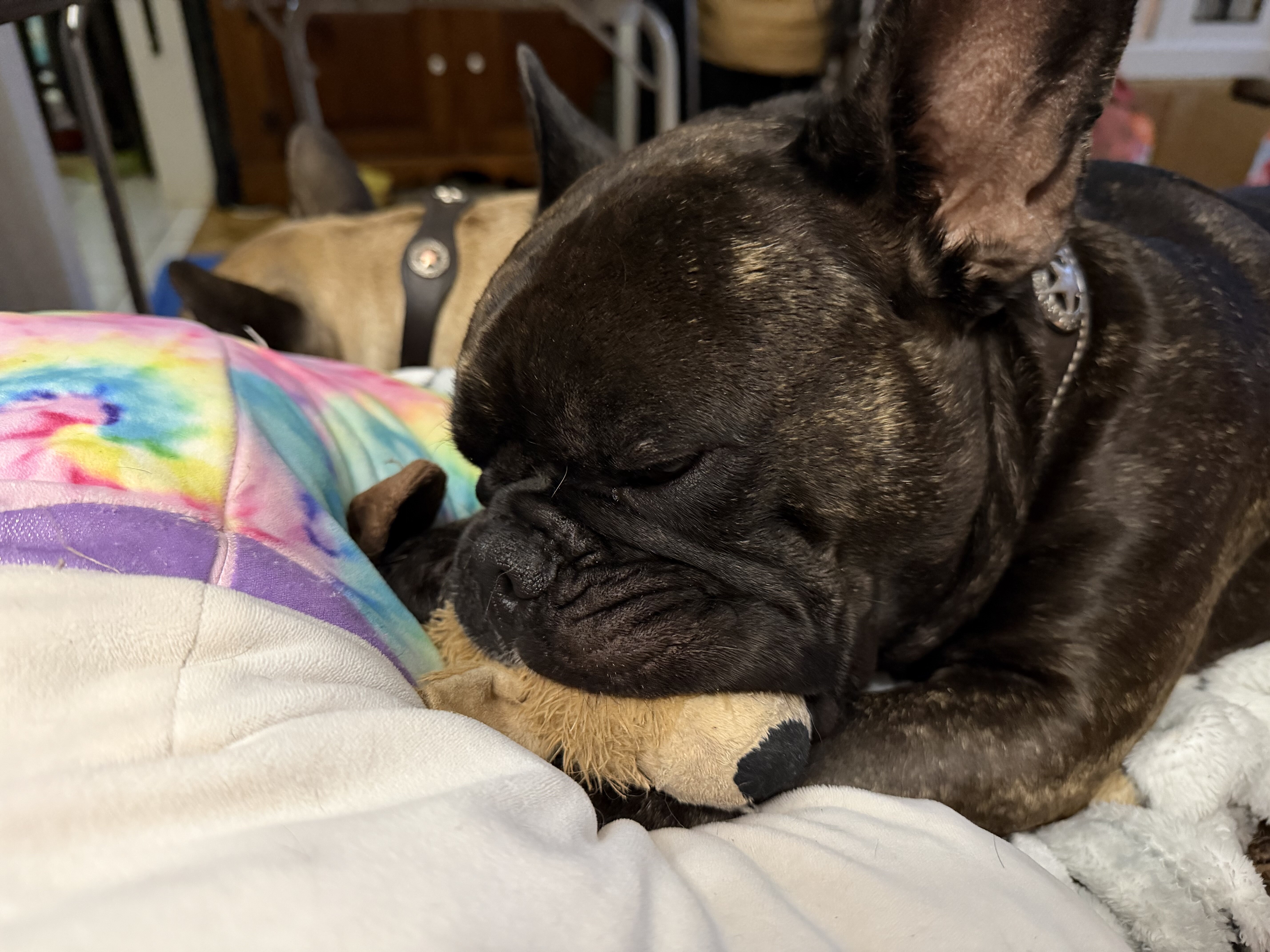 French bulldog male, neutered image 4