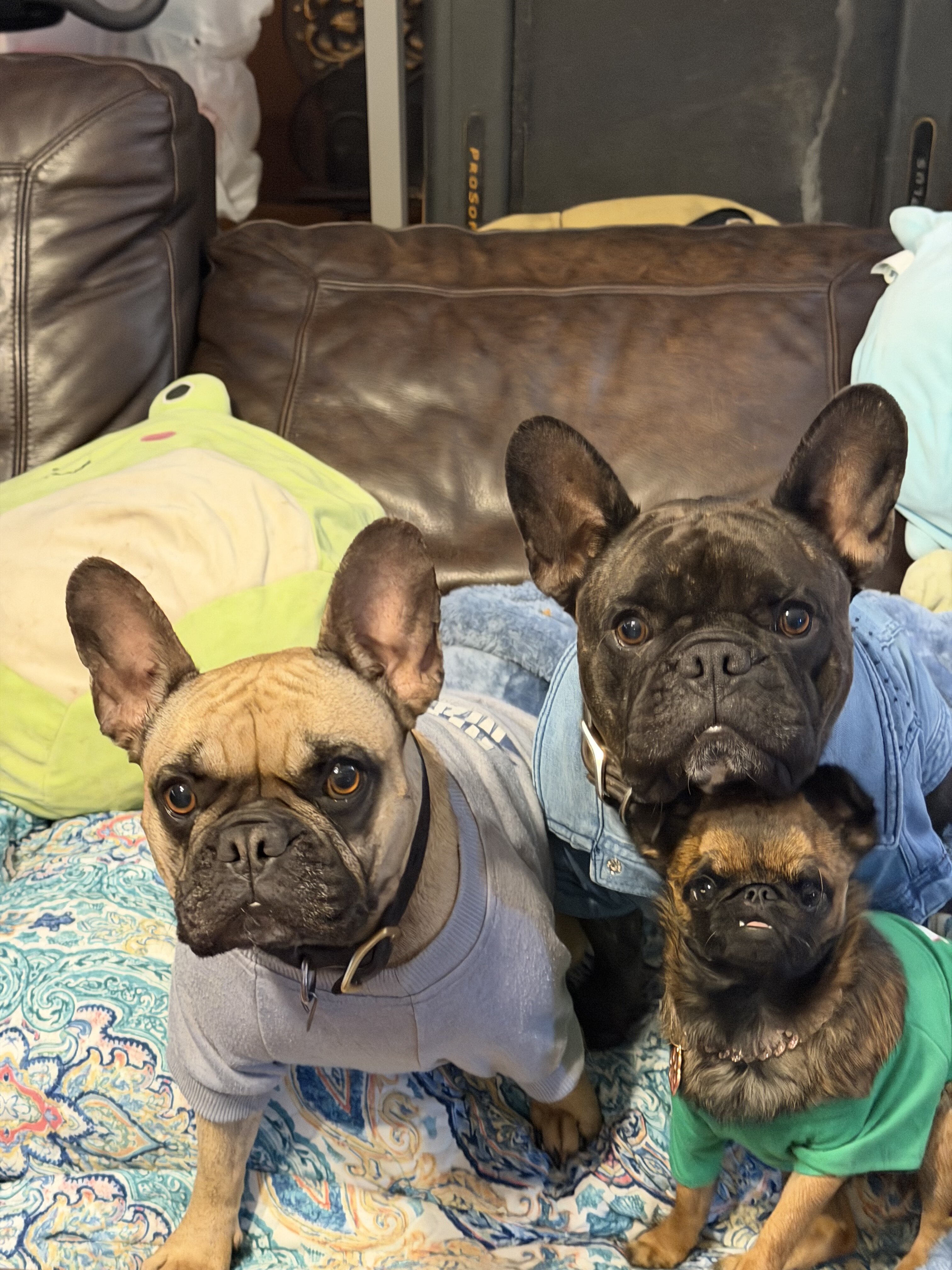 French bulldog male, neutered image 5