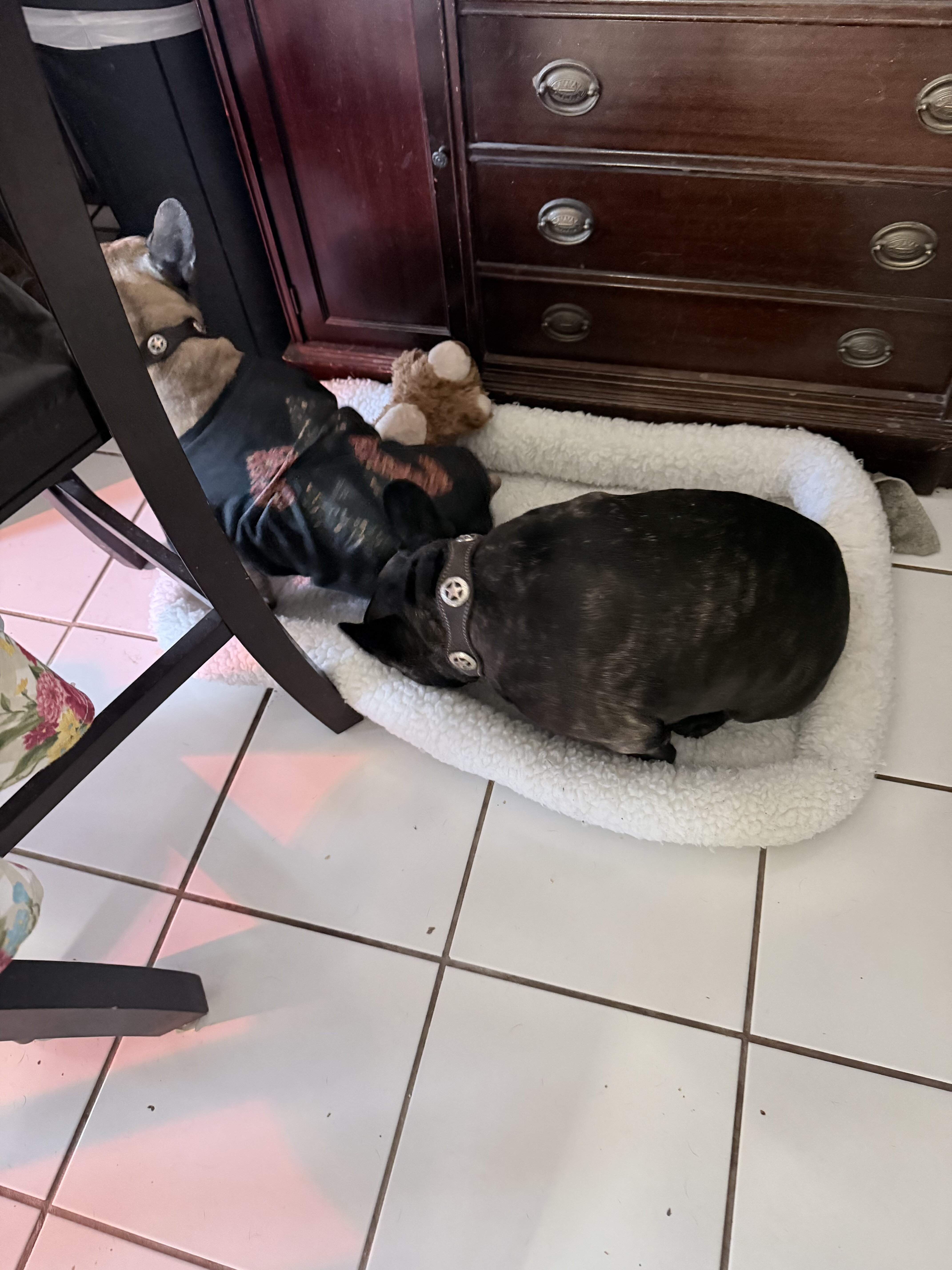 French bulldog male, neutered image 7