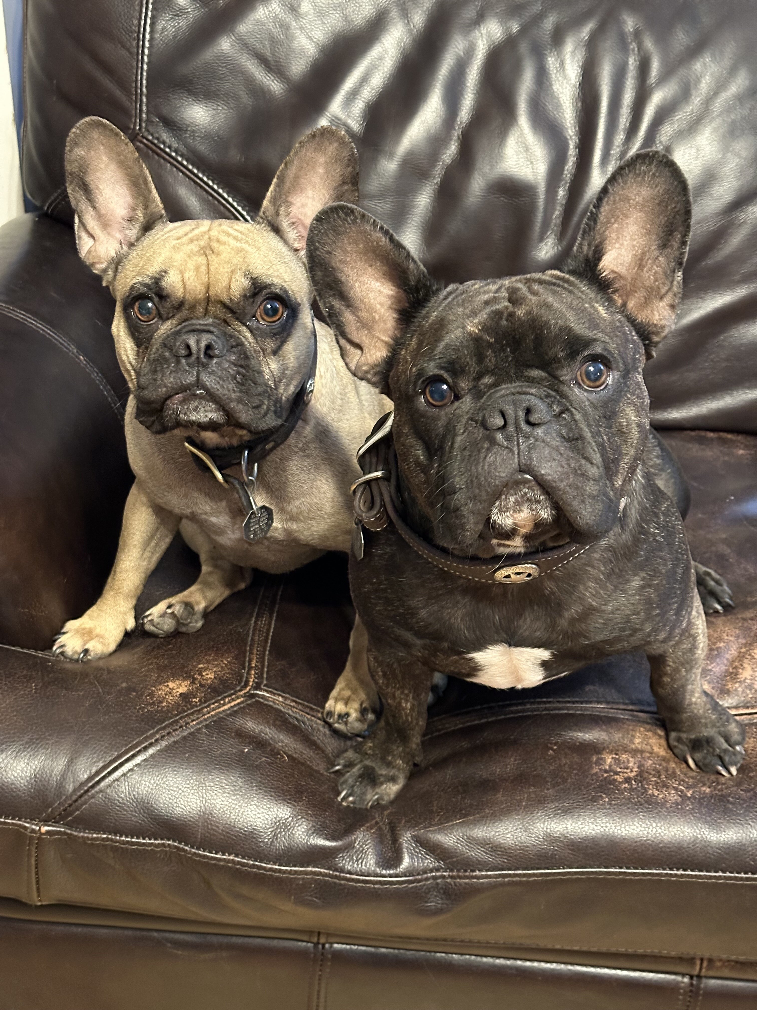 French bulldog male, neutered image 3