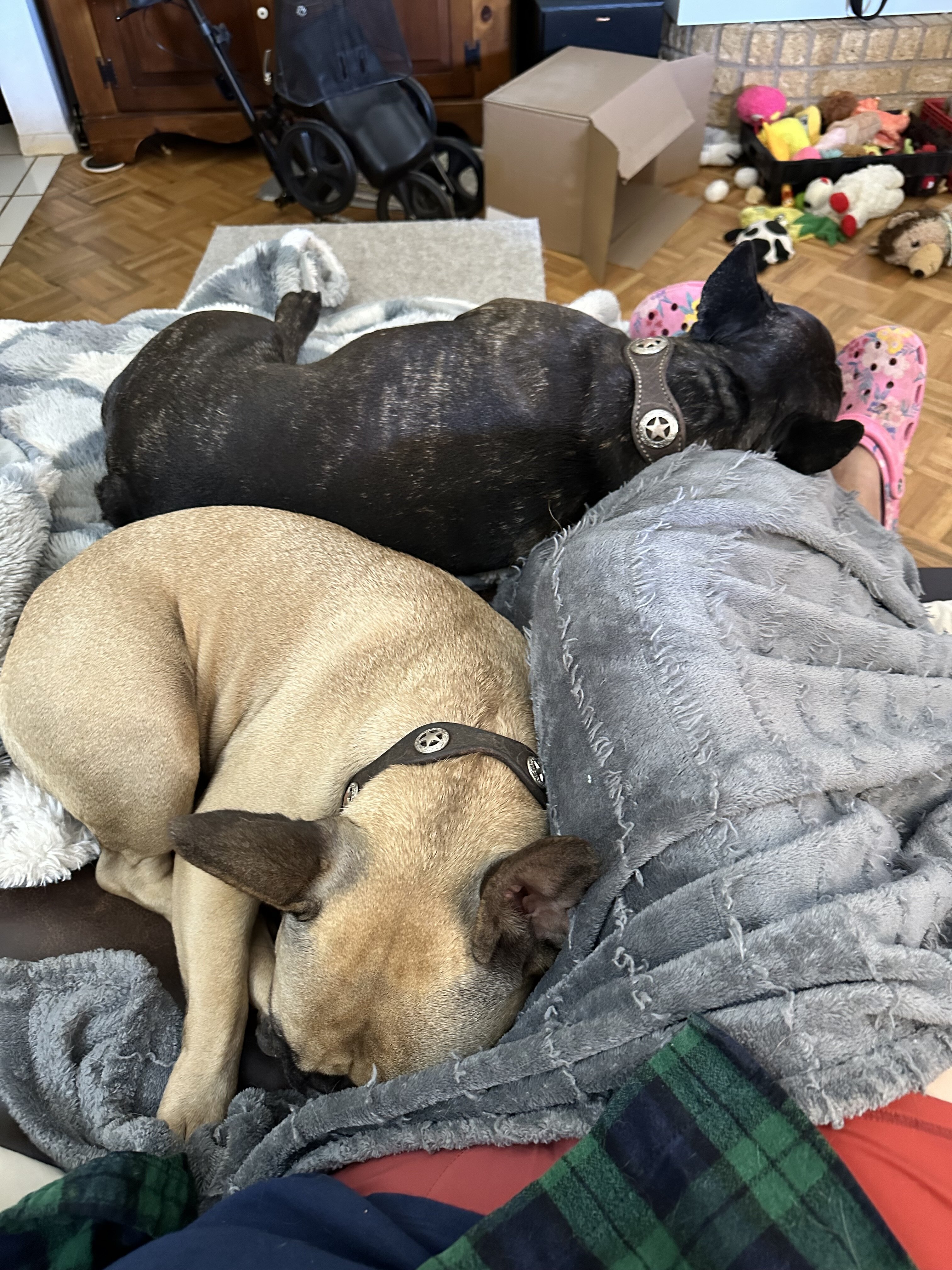 French bulldog male, neutered image 2