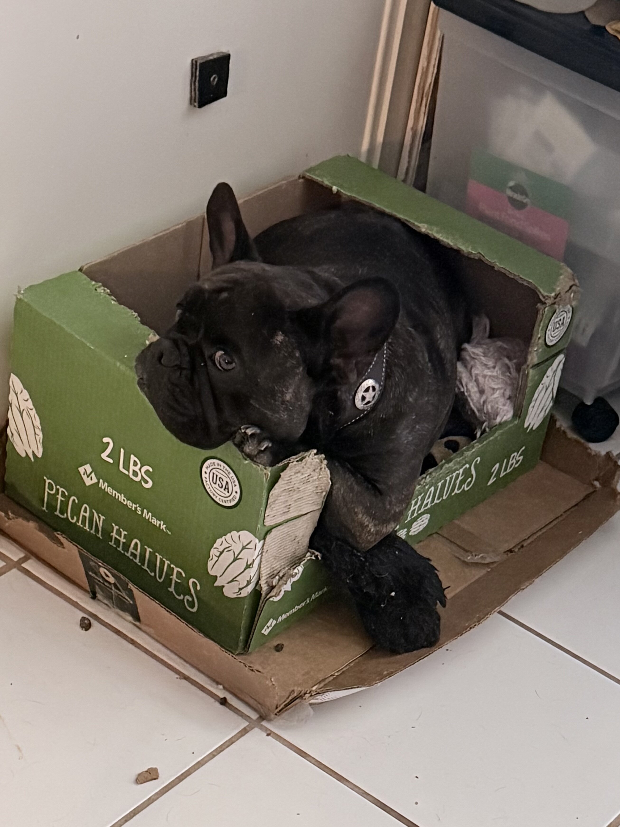 French bulldog male, neutered image 6