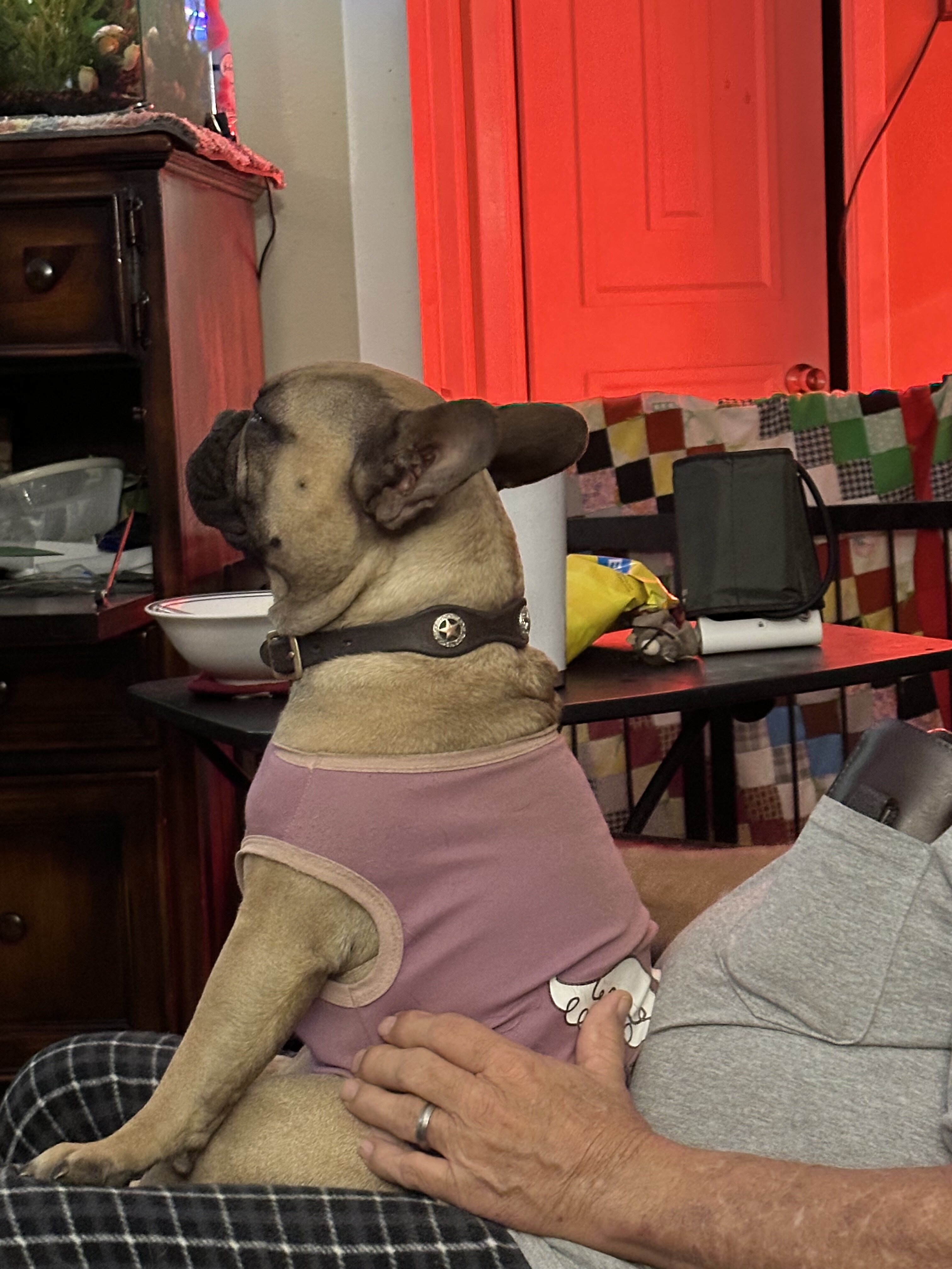 French bulldog male, neutered image 1