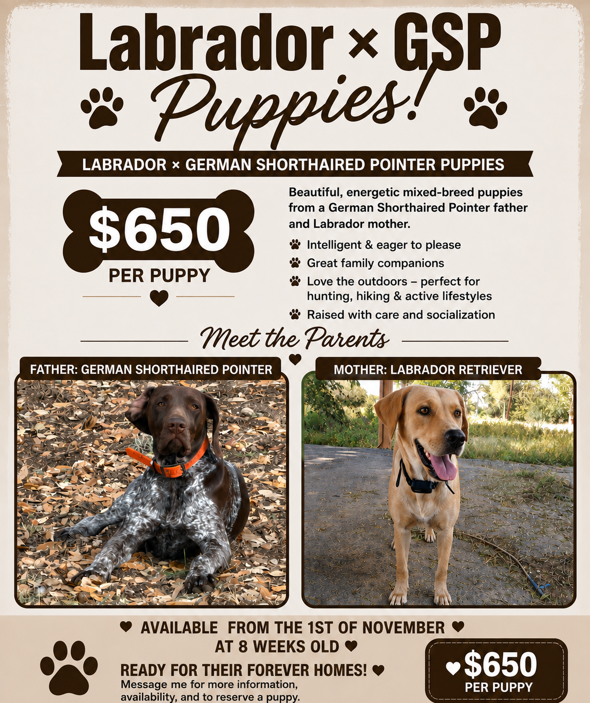 Labrador x German Shorthaired pointer mix image 1