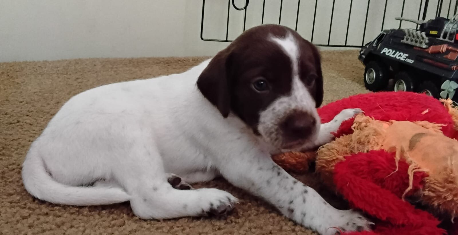 Labrador x German Shorthaired pointer mix image 6