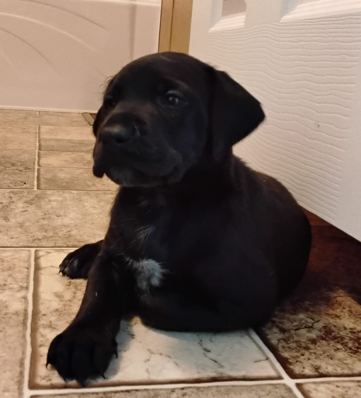 Labrador x German Shorthaired pointer mix image 5