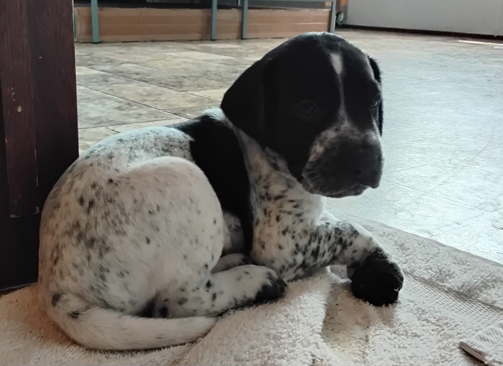 Labrador x German Shorthaired pointer mix image 4