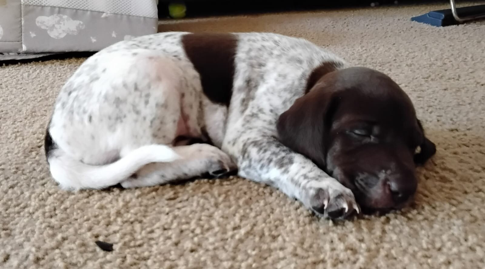 Labrador x German Shorthaired pointer mix image 2
