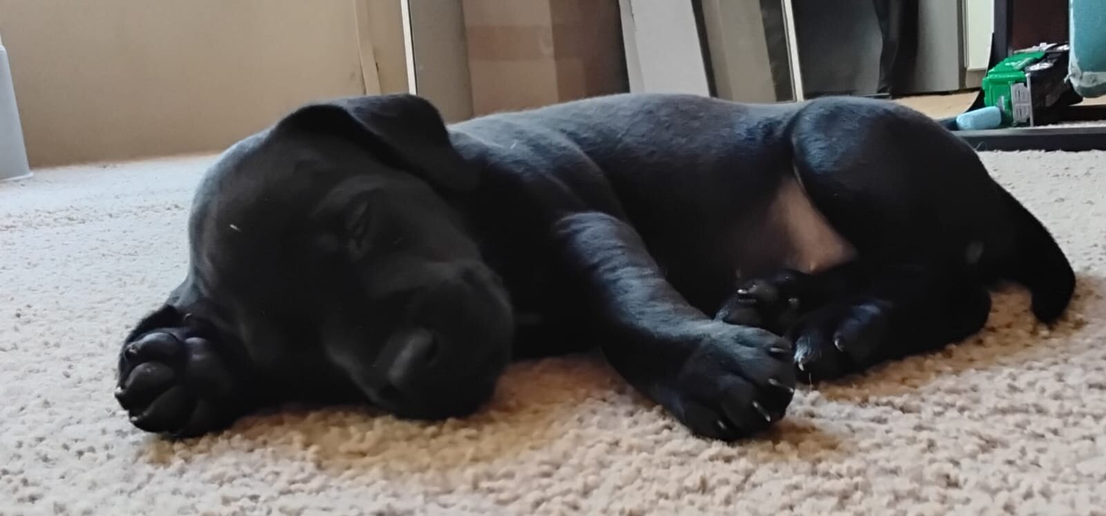 Labrador x German Shorthaired pointer mix image 3