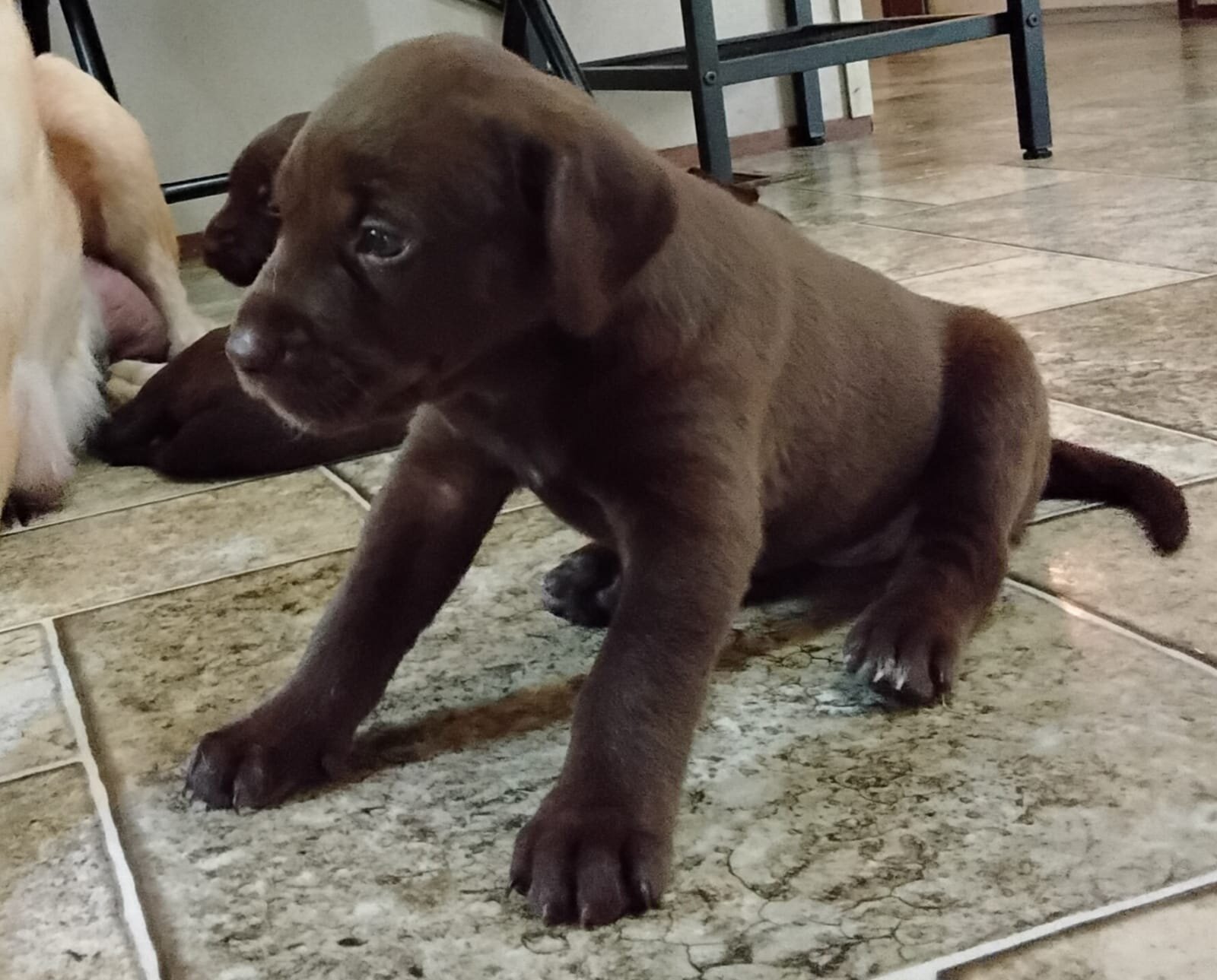 Labrador x German Shorthaired pointer mix image 8