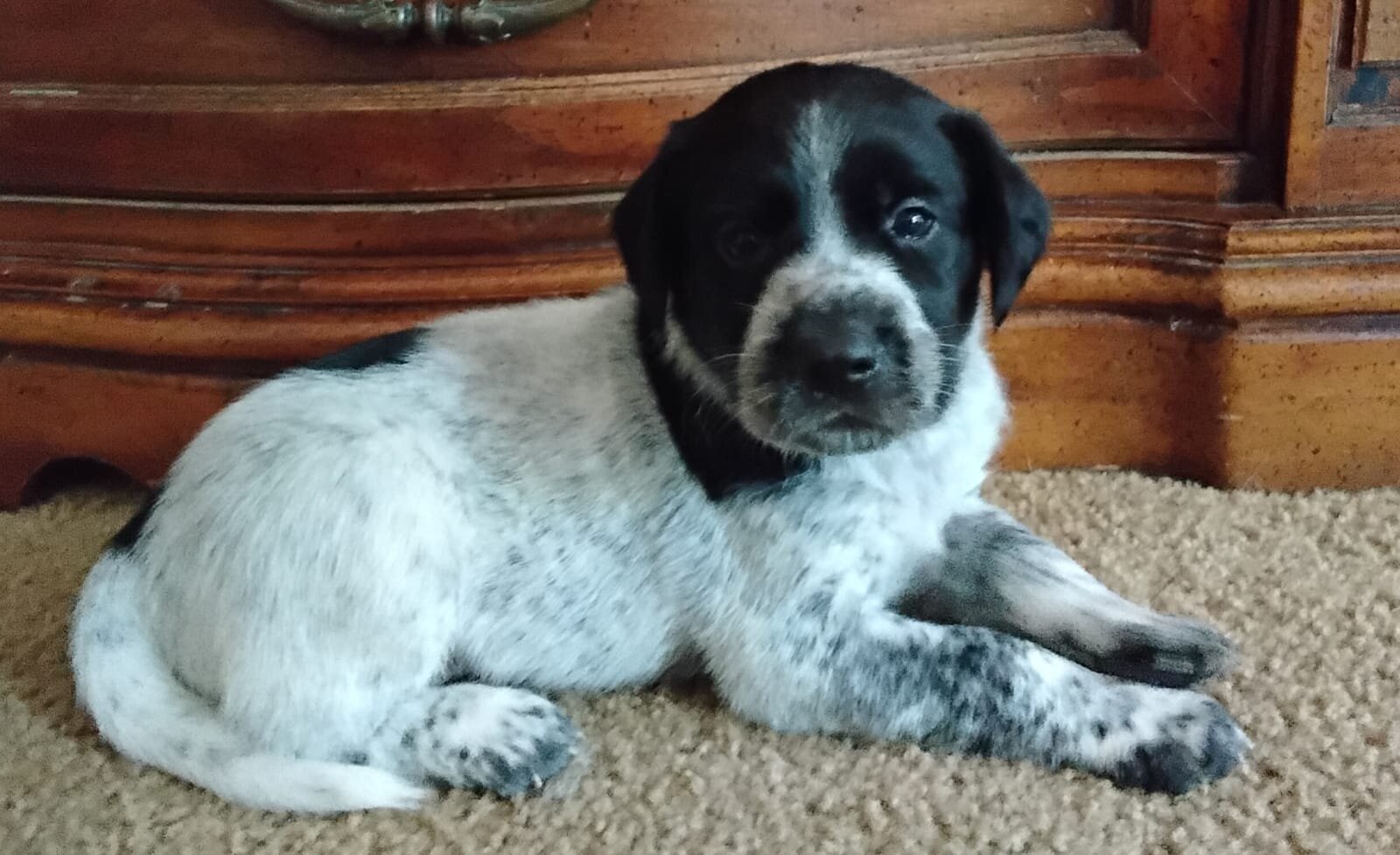 Labrador x German Shorthaired pointer mix image 7