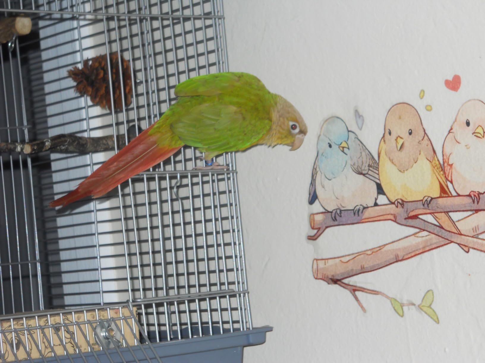 Pineapple Green Cheek Conure image 5