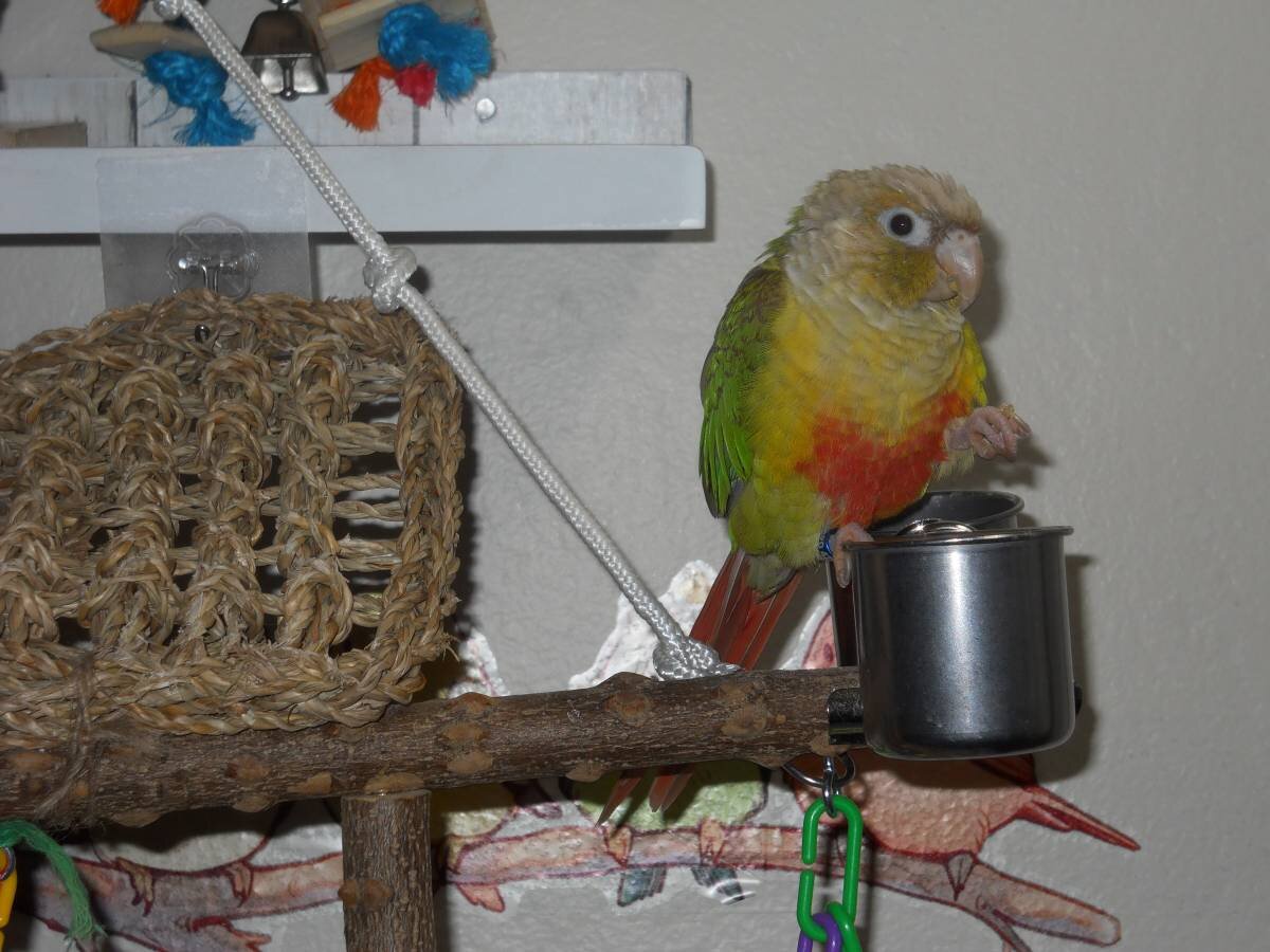 Pineapple Green Cheek Conure image 4
