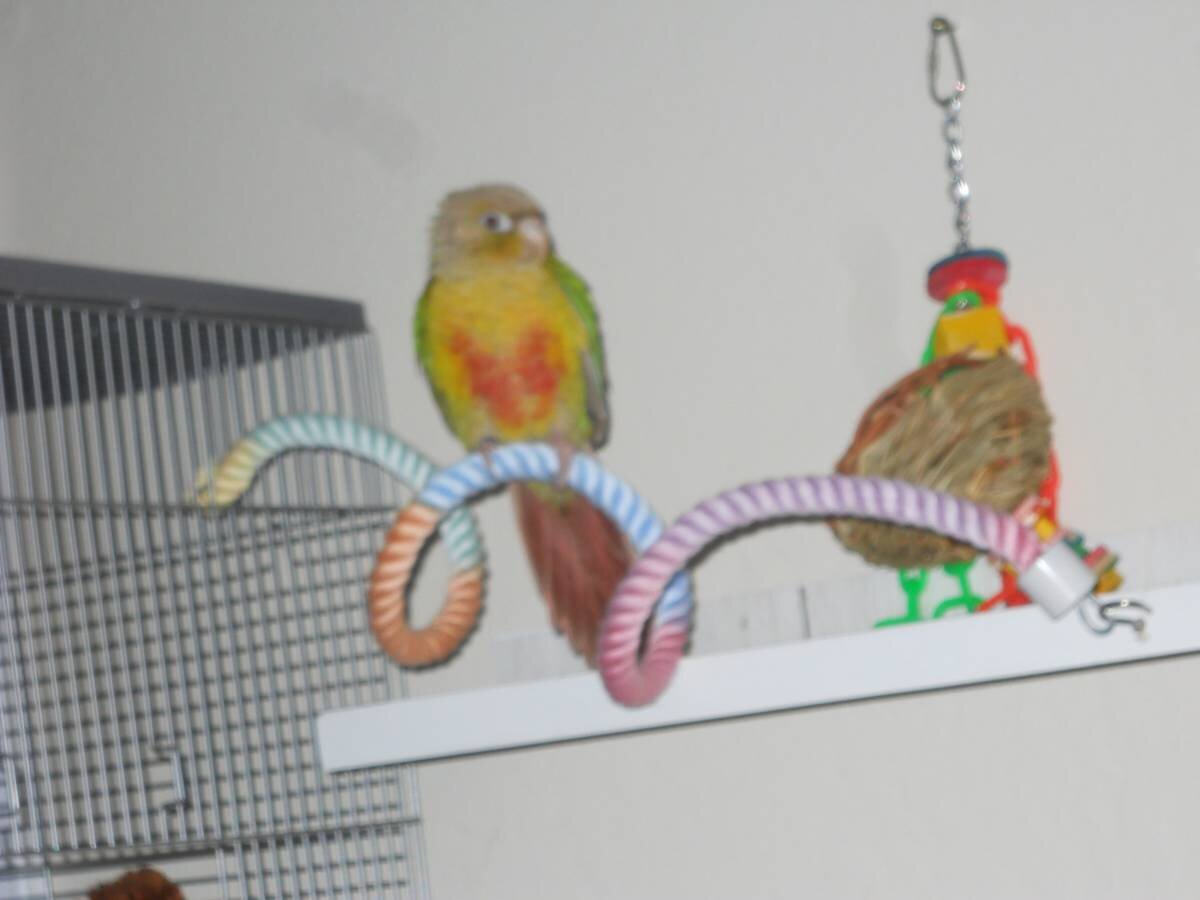 Pineapple Green Cheek Conure image 3