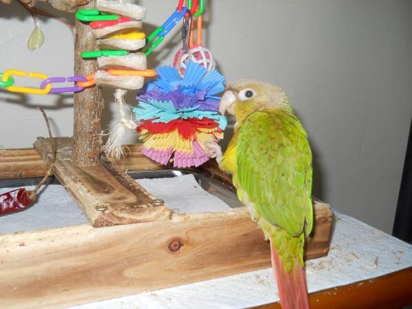 Pineapple Green Cheek Conure image 6