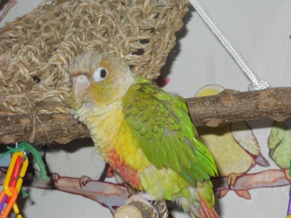 Pineapple Green Cheek Conure image 7