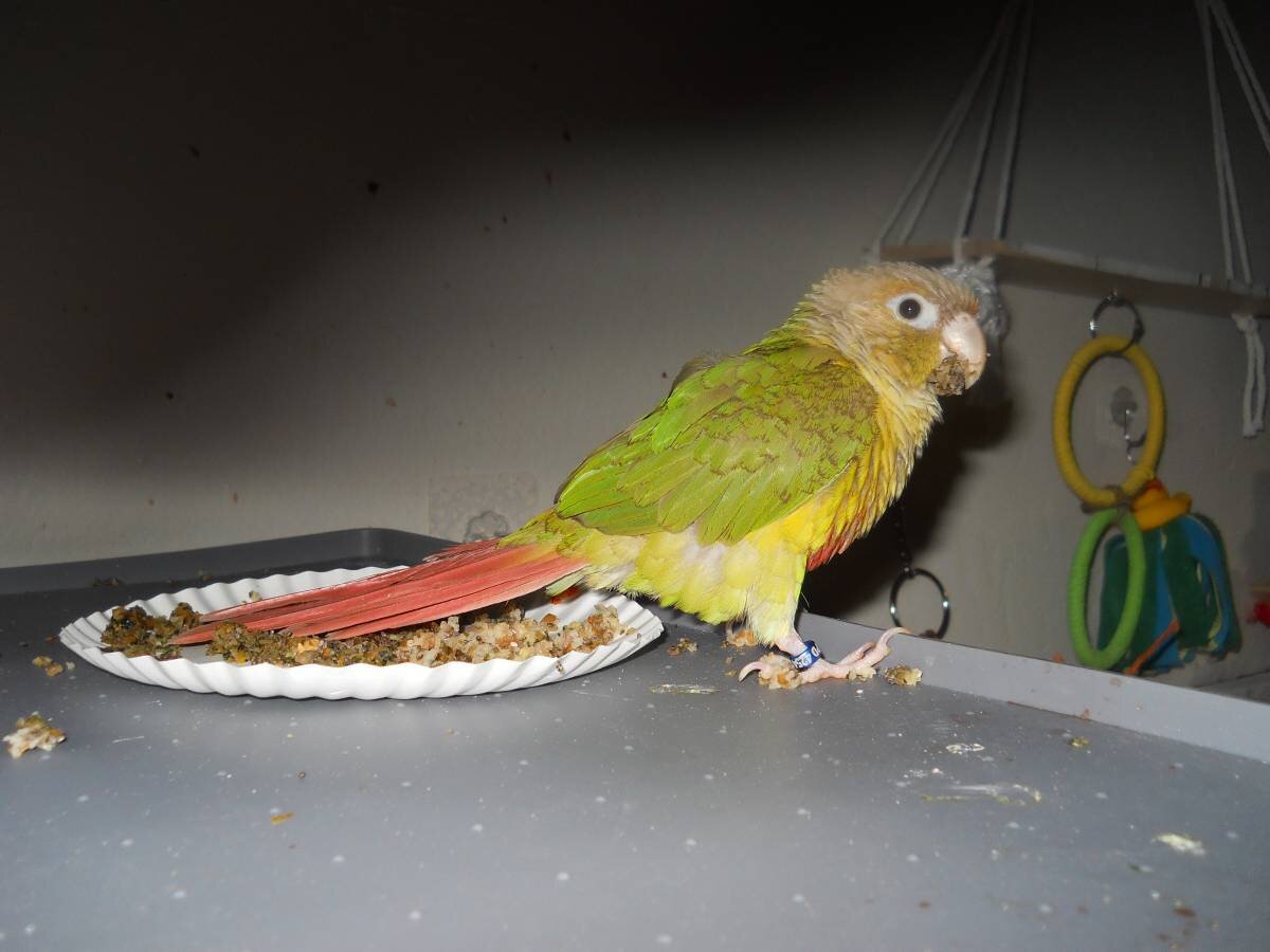 Pineapple Green Cheek Conure image 2
