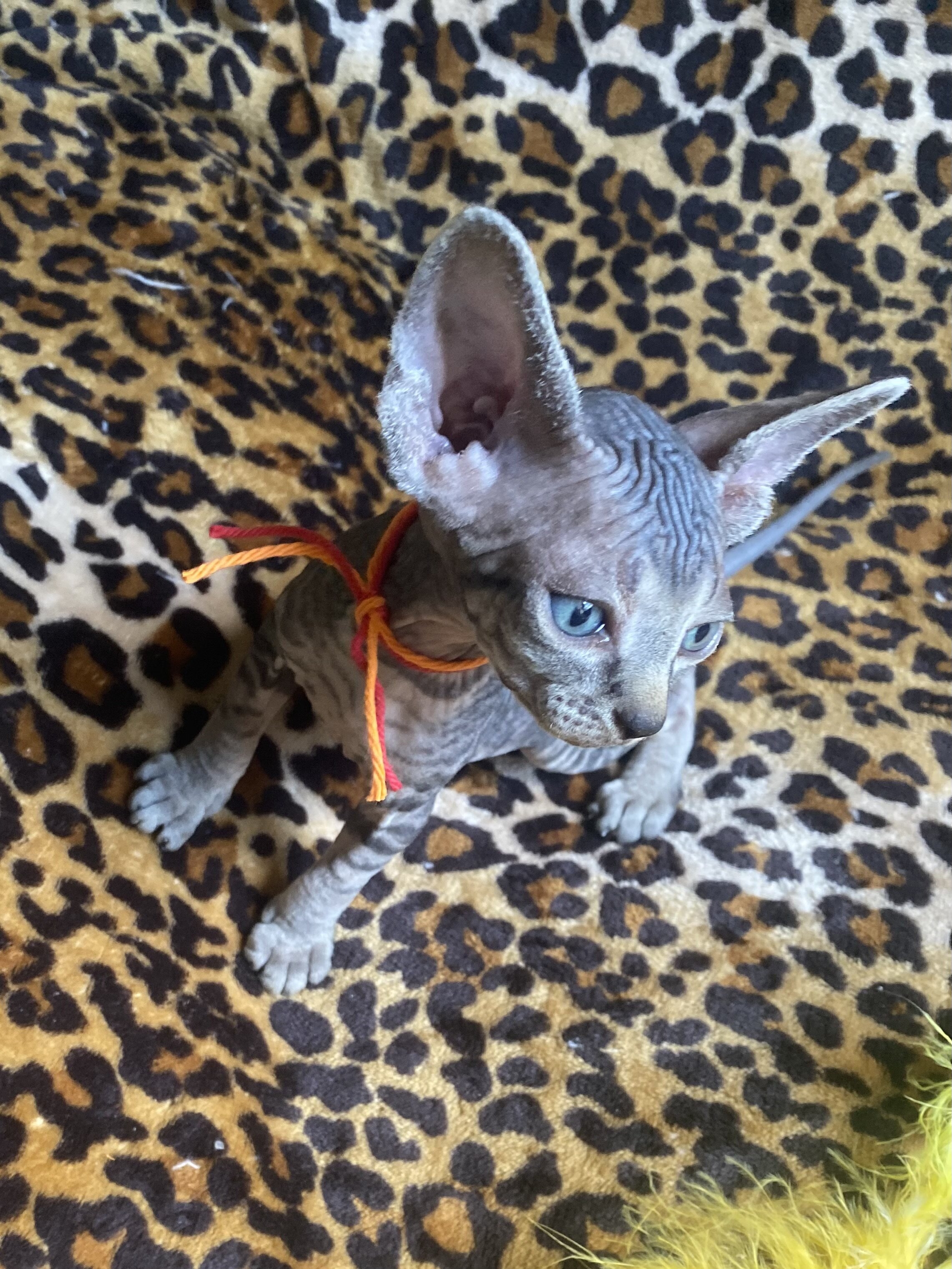 Really Cute tabby Boy Sphynx Kitten image 4