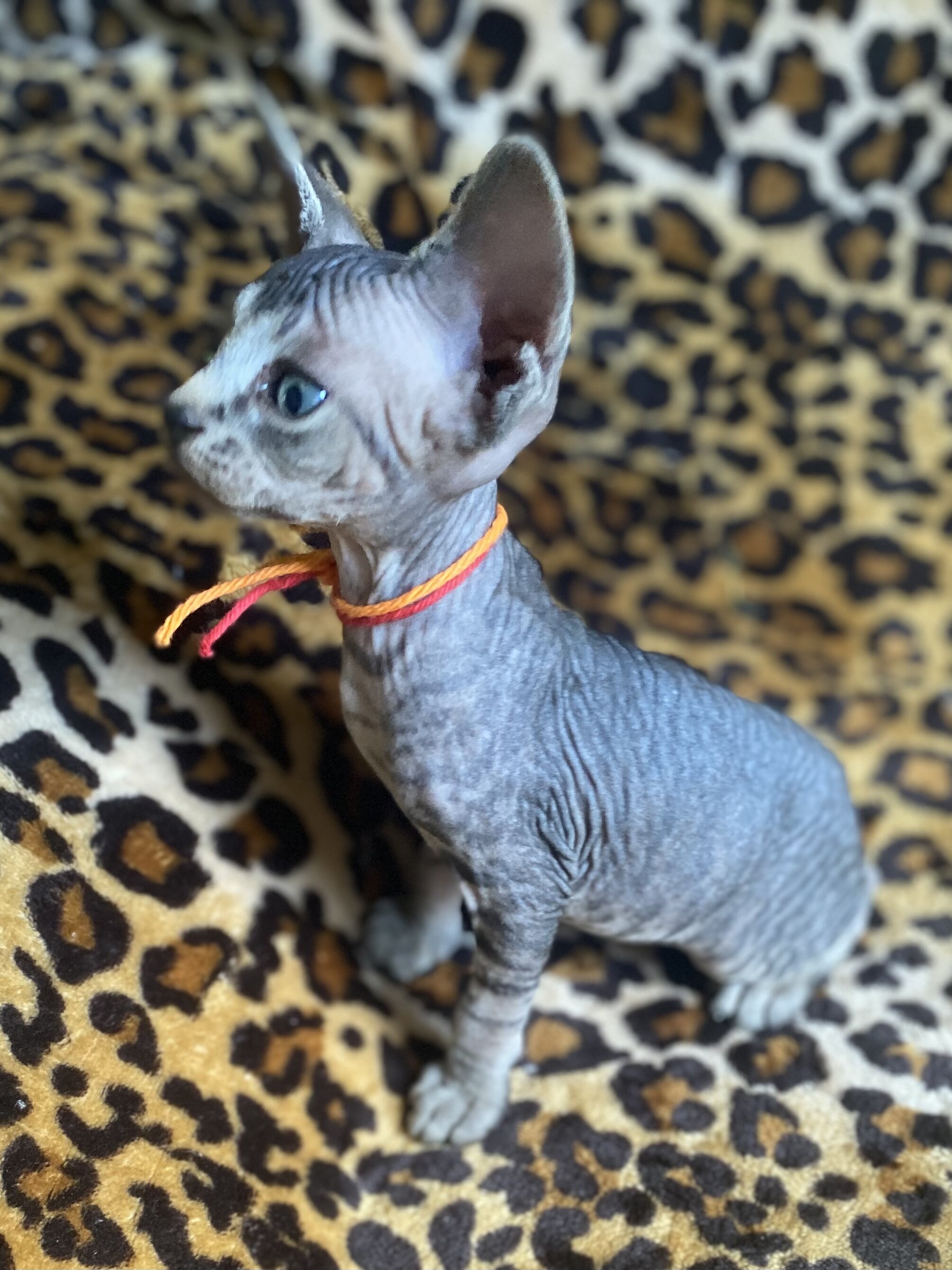 Really Cute tabby Boy Sphynx Kitten image 3