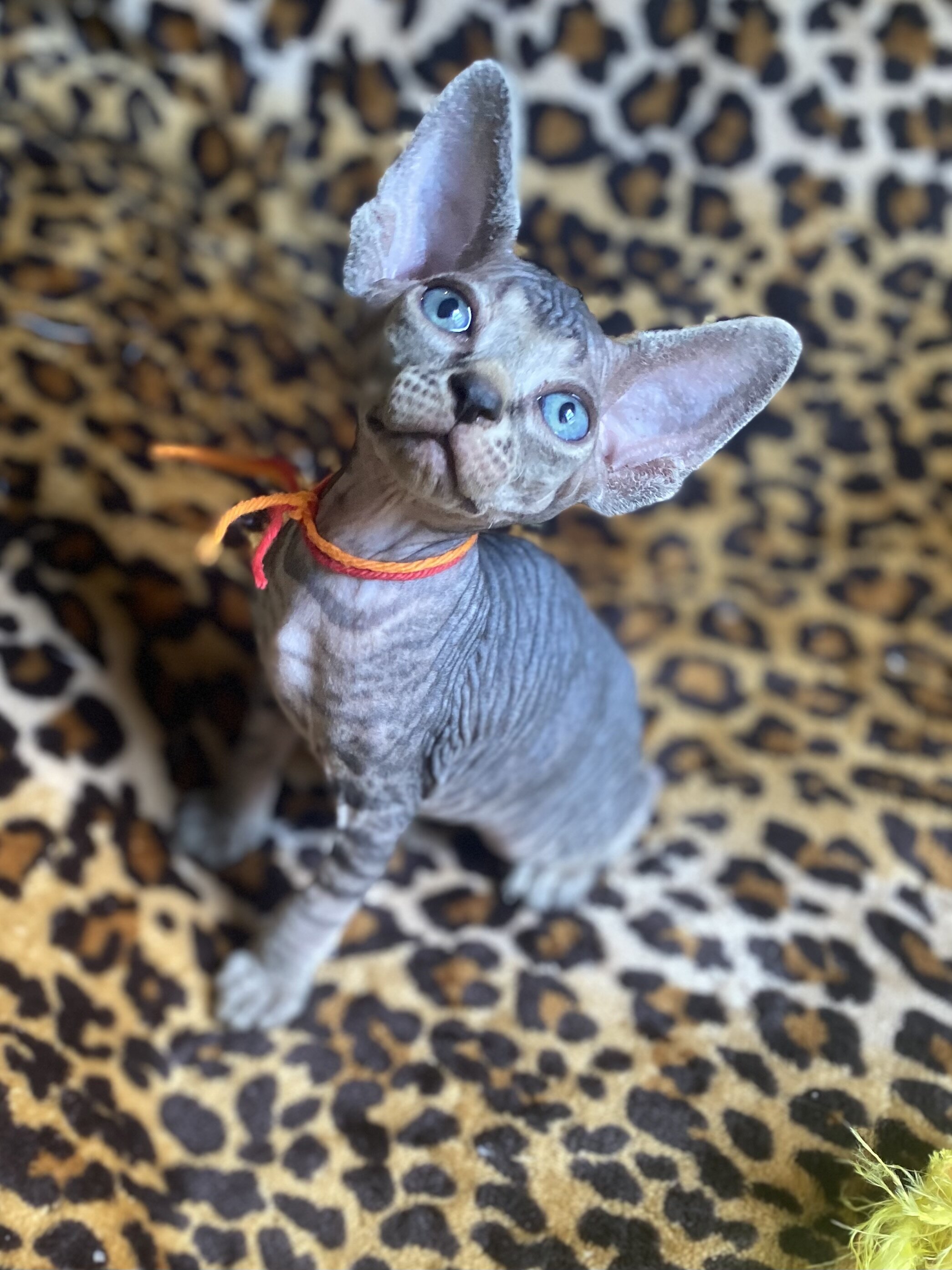 Really Cute tabby Boy Sphynx Kitten image 1