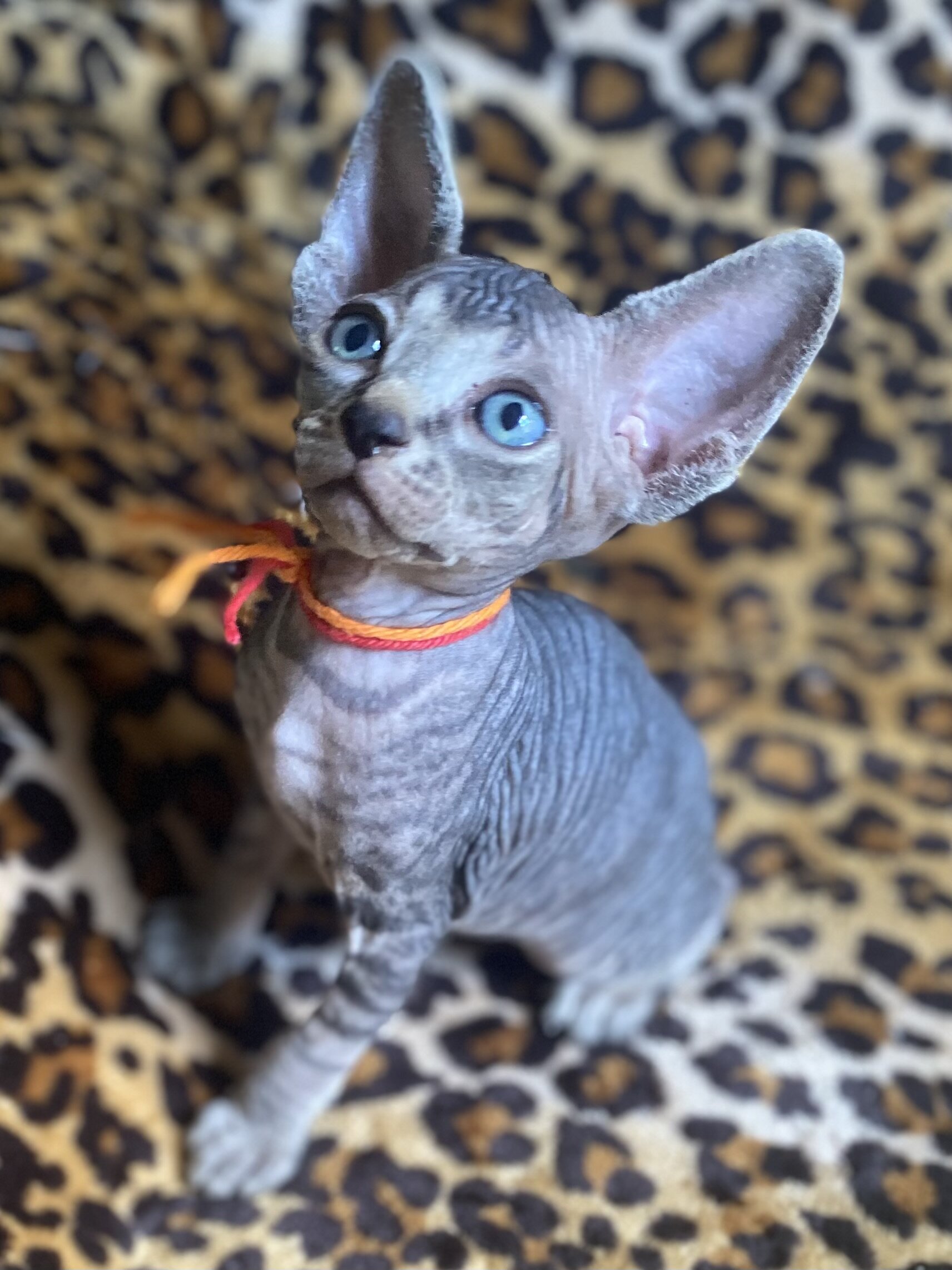 Really Cute tabby Boy Sphynx Kitten image 2