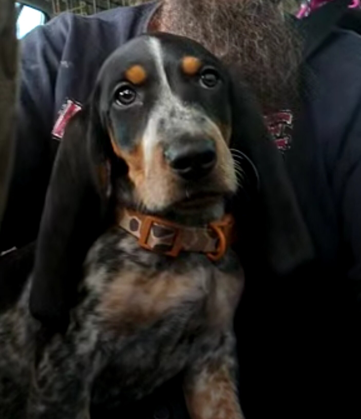 basset bleu de gascogne image 1