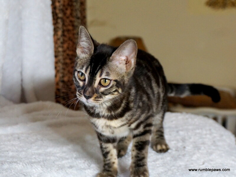 Bengal Double Charcoal Female image 9