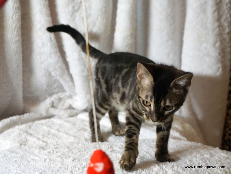 Bengal Double Charcoal Female image 8