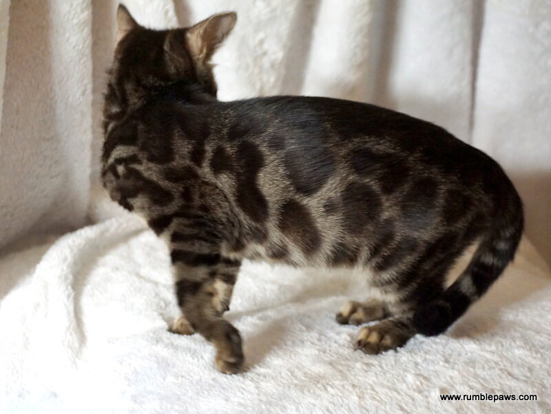 Bengal Double Charcoal Female image 1