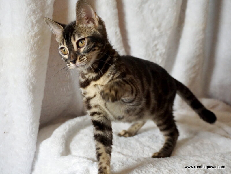 Bengal Double Charcoal Female image 5
